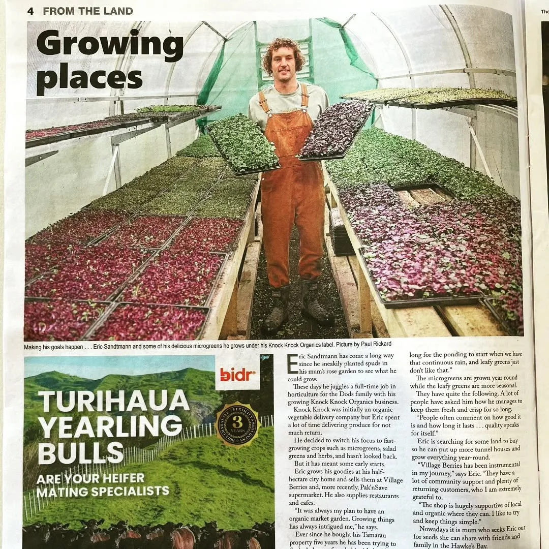 Cool little story on Knockknock in today's Gisborne Herald - From The Land issue. A big thank you to all of our customers... and keep eating micro-greens please!