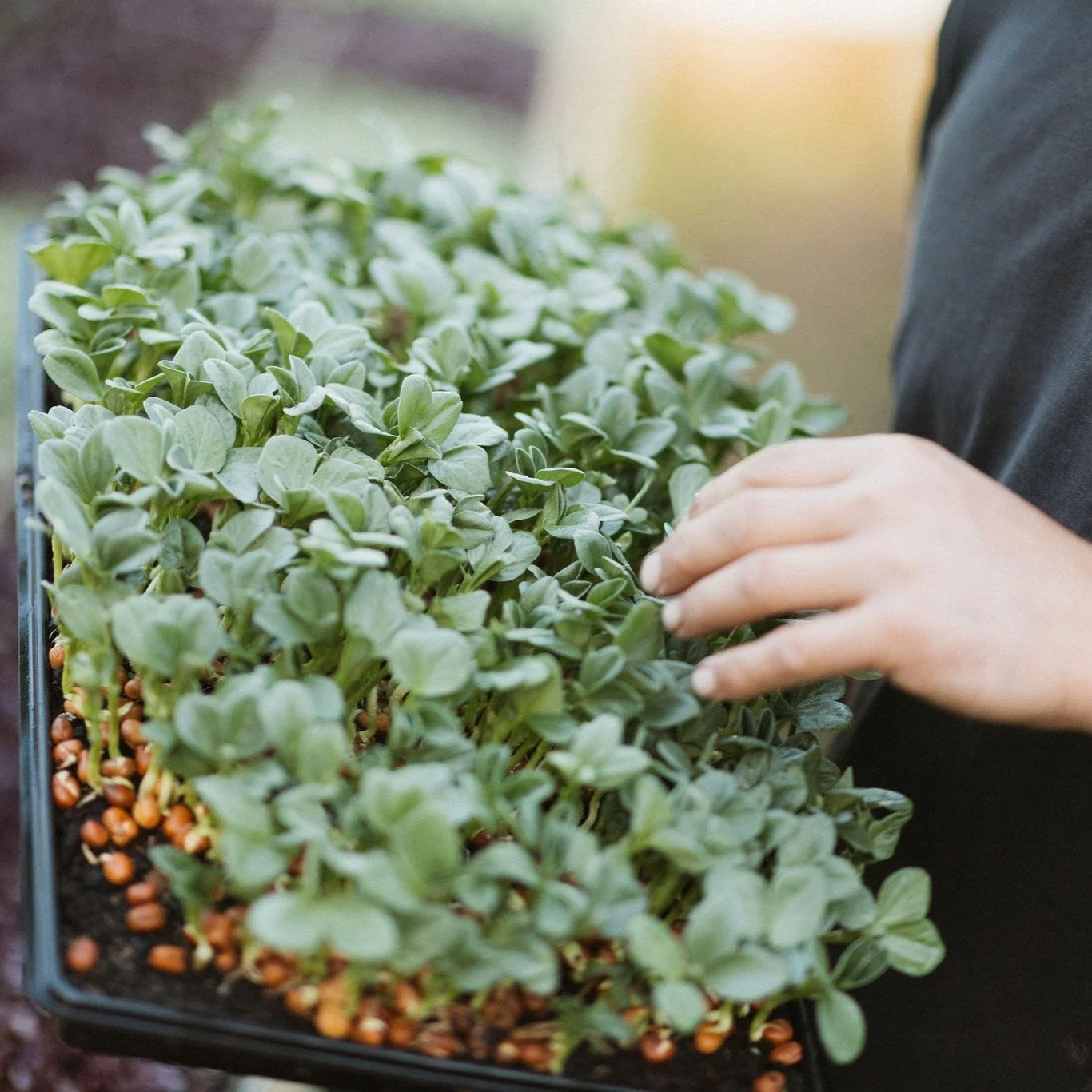 Fava bean/broad bean shoots are found in our Leaf and Lettuce mix. The beans themselves aren't everyones favourite however the shoots have a sweet taste and add nice crunch to any salad