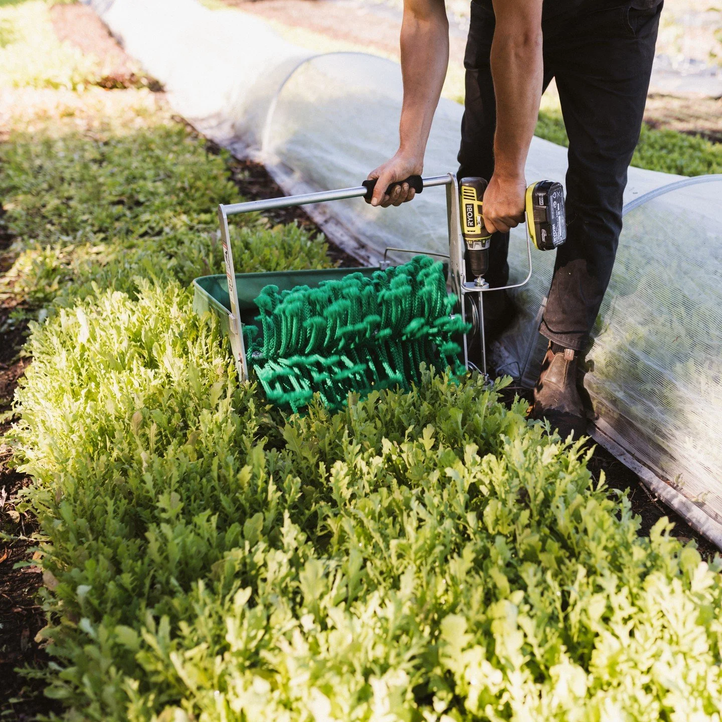 We use the Quick-Cut Greens Harvester from @activevistagram to harvest all our leafy greens crops. It is powered by a typical battery powered drill and has reduced the time to harvest a twenty metre bed of rocket from fifteen minutes (by knife) to on