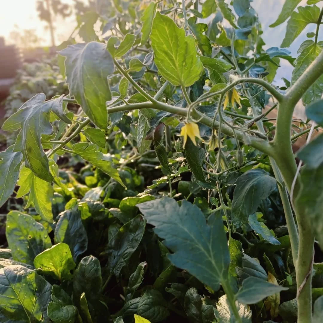 Cherry tomatoes keeping the spinach under shade. I have ways been a little skeptical of companion planting but i will eat humble pie... 🍅