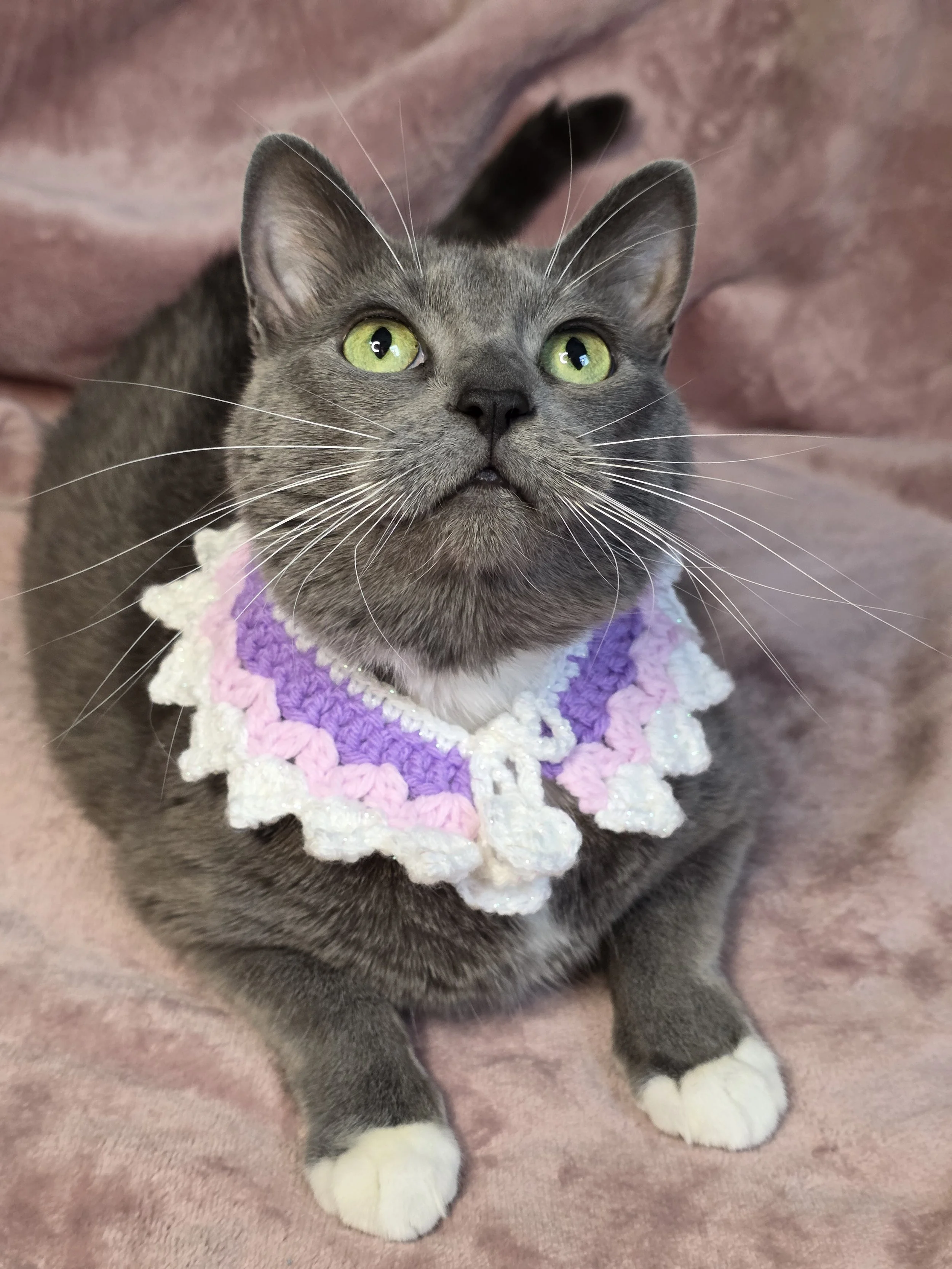 Crochet Cat Collars