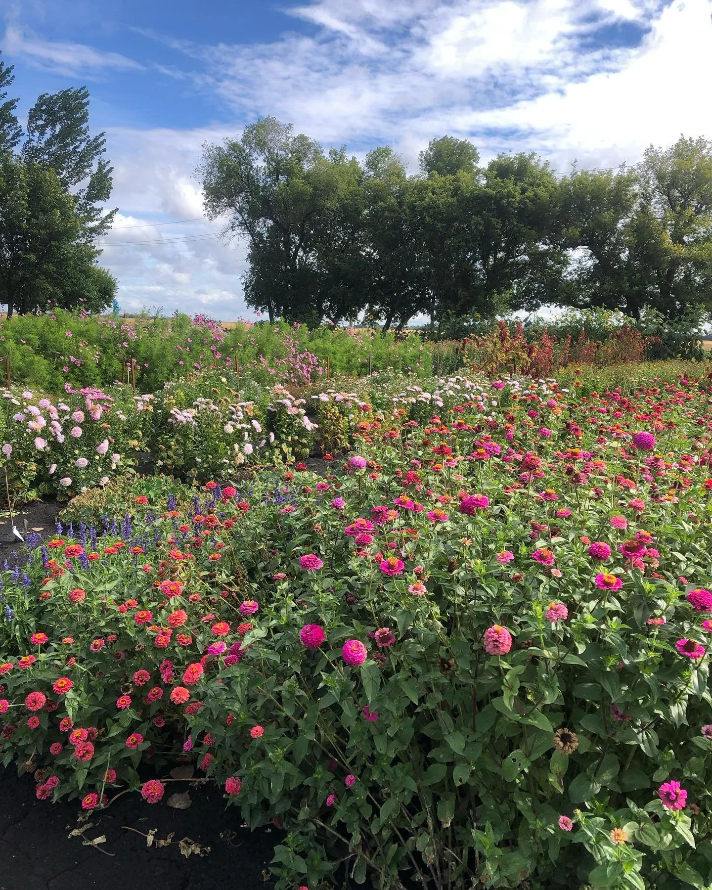 Even with fall in the air flowers are still blooming. Open for u-pick Saturday, Sept. 6, 2025.  Not too late to make your own bouquet.  #manitobaflowerfarmer#fallflowers#BurwaldeBlooms#upickflowerfarm
