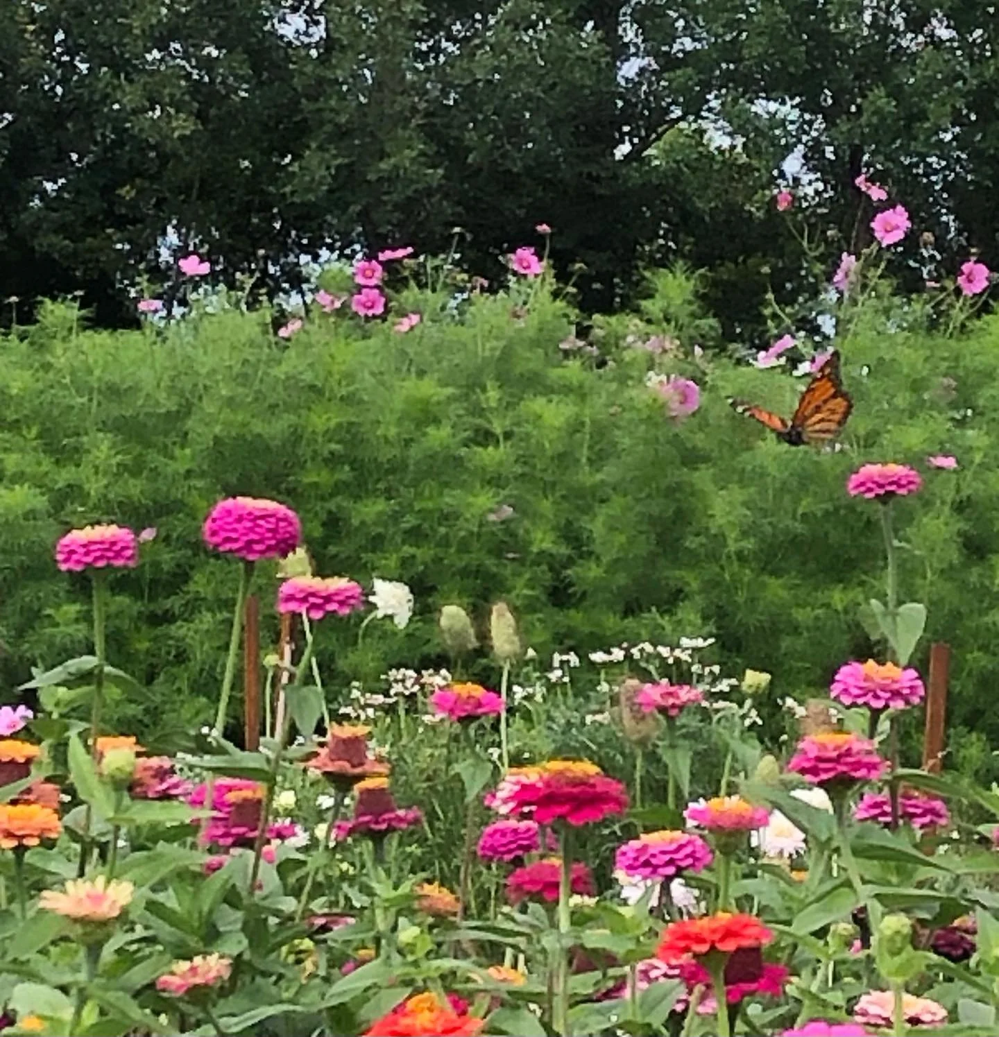 This butterfly and the bees were very busy this afternoon. The flower field was just a buzzing . #BurwaldeBlooms#flowerfarm#busybees#butterflies#monarchs#zinnias