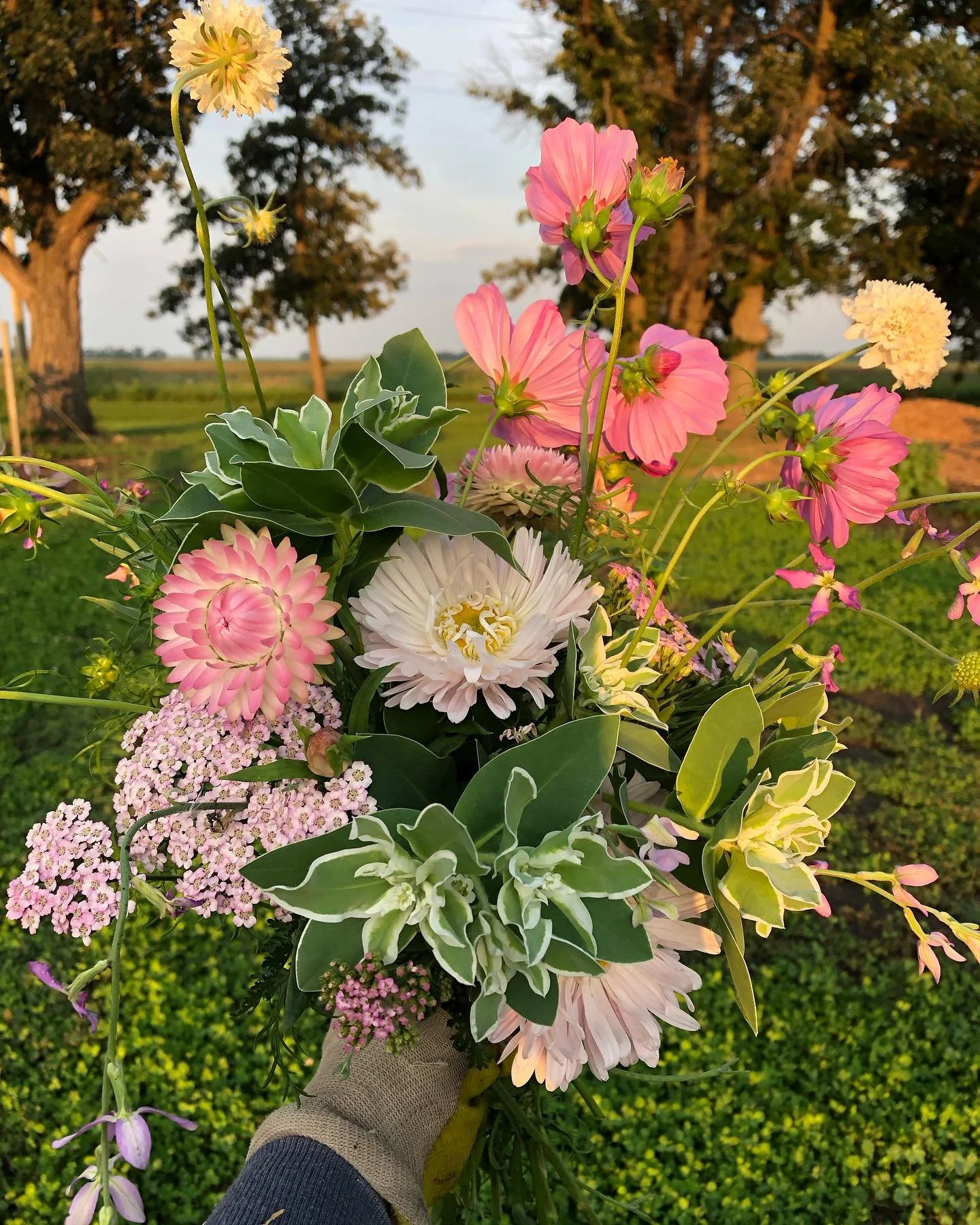 Featuring Apple Blossom aster, custom arrangement for my son/IT support/encourager Derek Martens. #Burwaldeblooms#sonsareamazing#flowerfarm