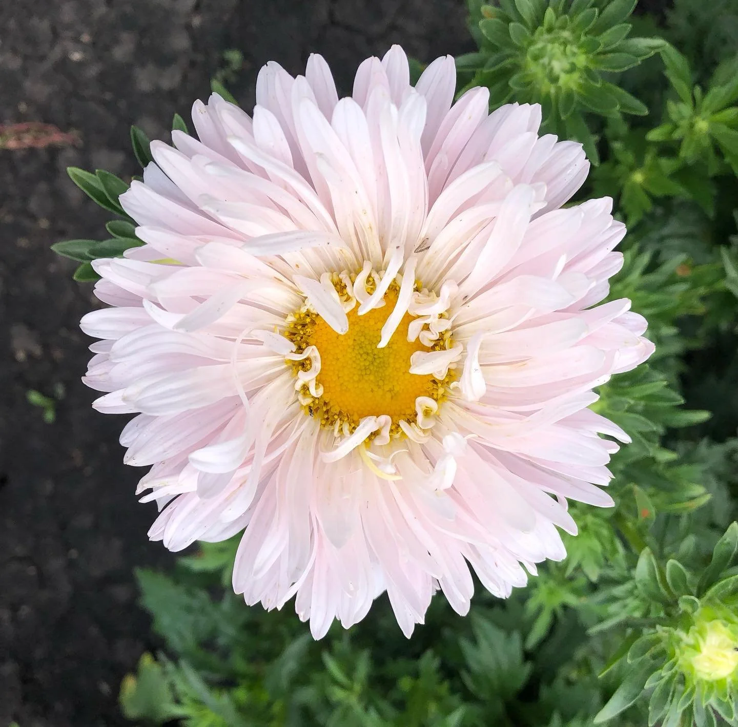 Waited all summer to see this lady bloom. Apple Blossom China aster!!! She&rsquo;s gorgeous. #Burwaldeblooms#asters#manitobaflowerfarmer