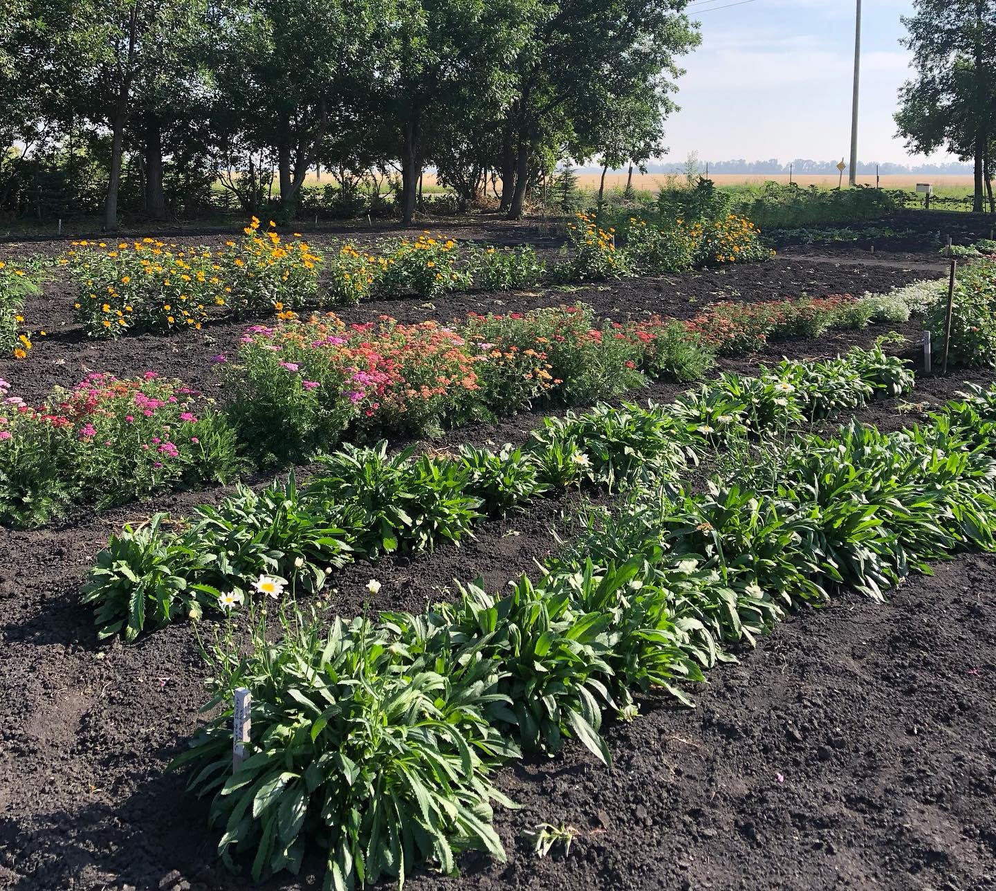 A follower request granted. First year pics of Burwalde Blooms flower garden.  Looks way better in person. DM to book a visit.