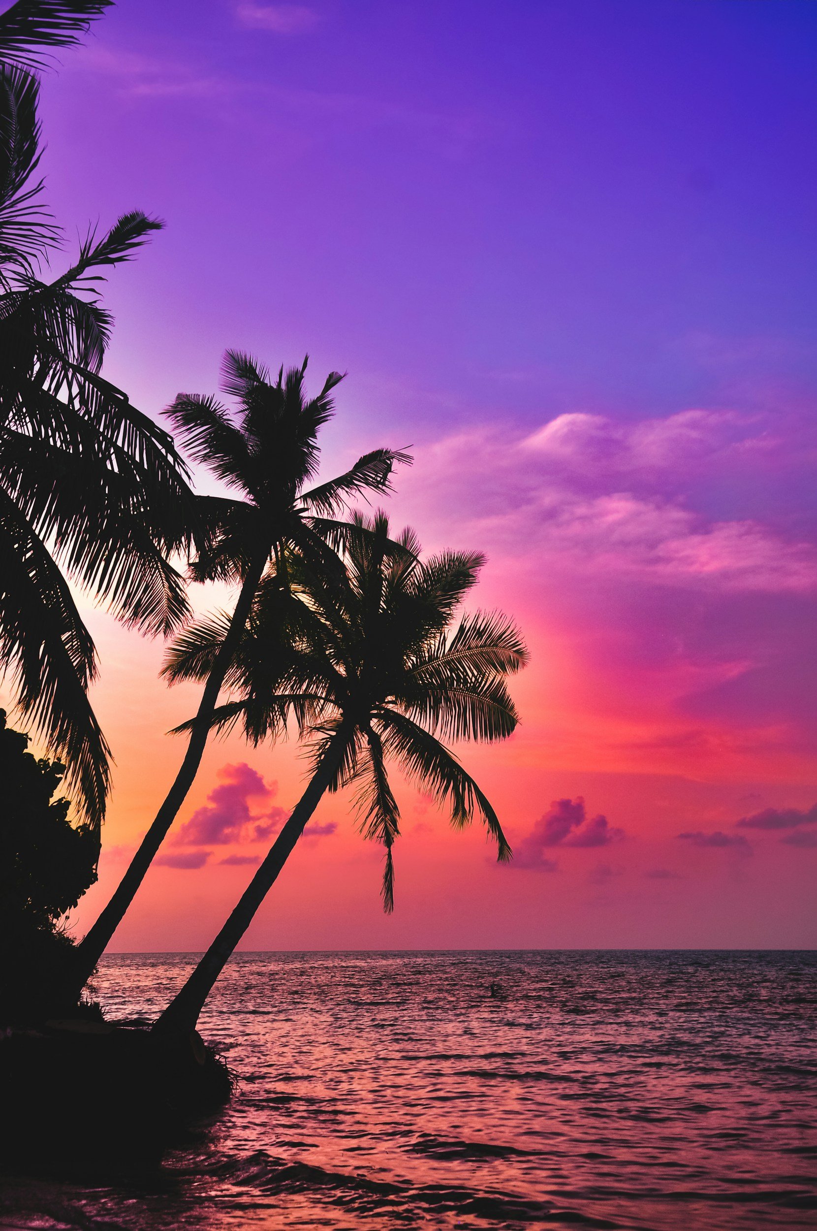 Silhouetted palm trees along a beach at sunset with vibrant pink, purple, and blue sky.