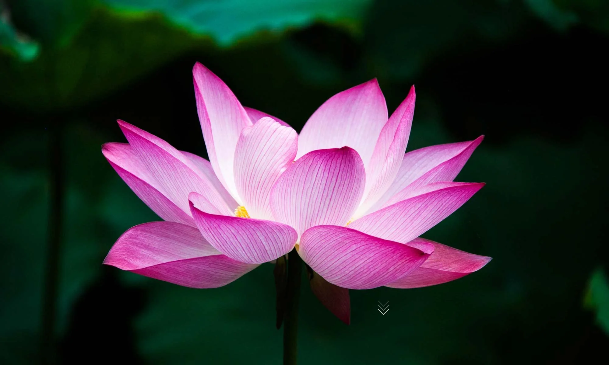 Close-up of a pink lotus flower with green leaves in the background.