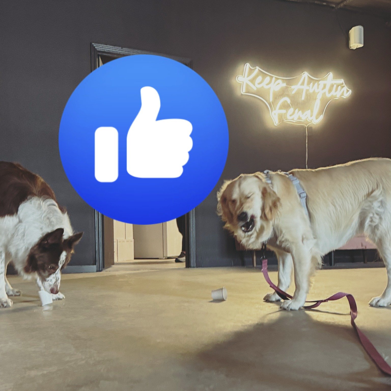 Two certified feral animals have joined us today:
Hank the Border Collie (bossy but lovable) and Penny the Golden Retriever (sweet&hellip; but judging you silently).

Stop by, sip some wine, and say hi&mdash;just don&rsquo;t take it personally if Pen