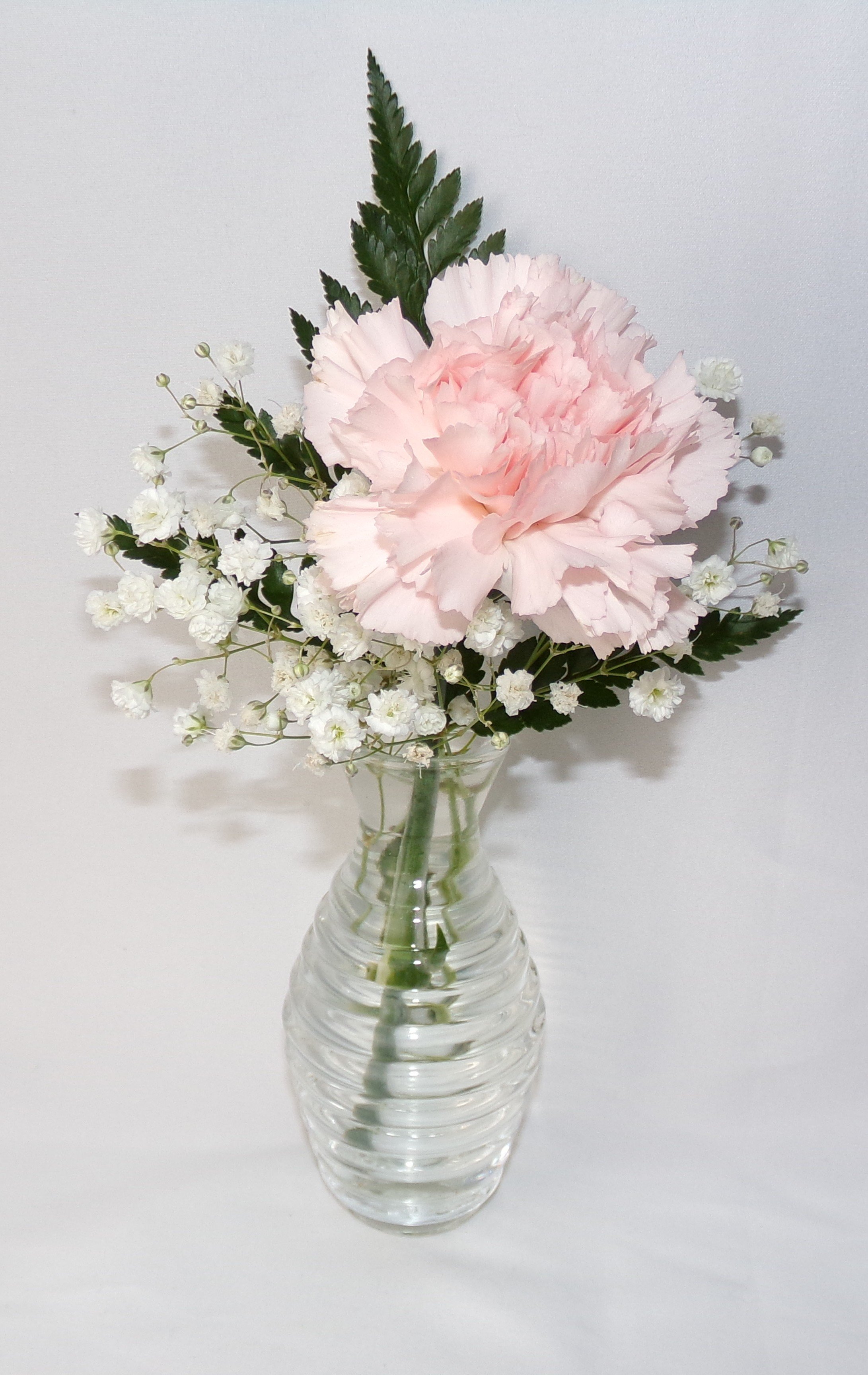 Carnation for Website.jpeg