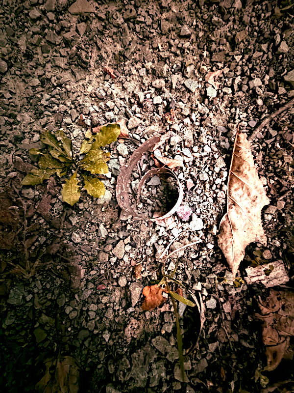 What We Find on the Path taken by Gabrielle Mayer depicting a dandelion, a spiral piece of bark, and a fallen oak leaf in a natural arrangement.