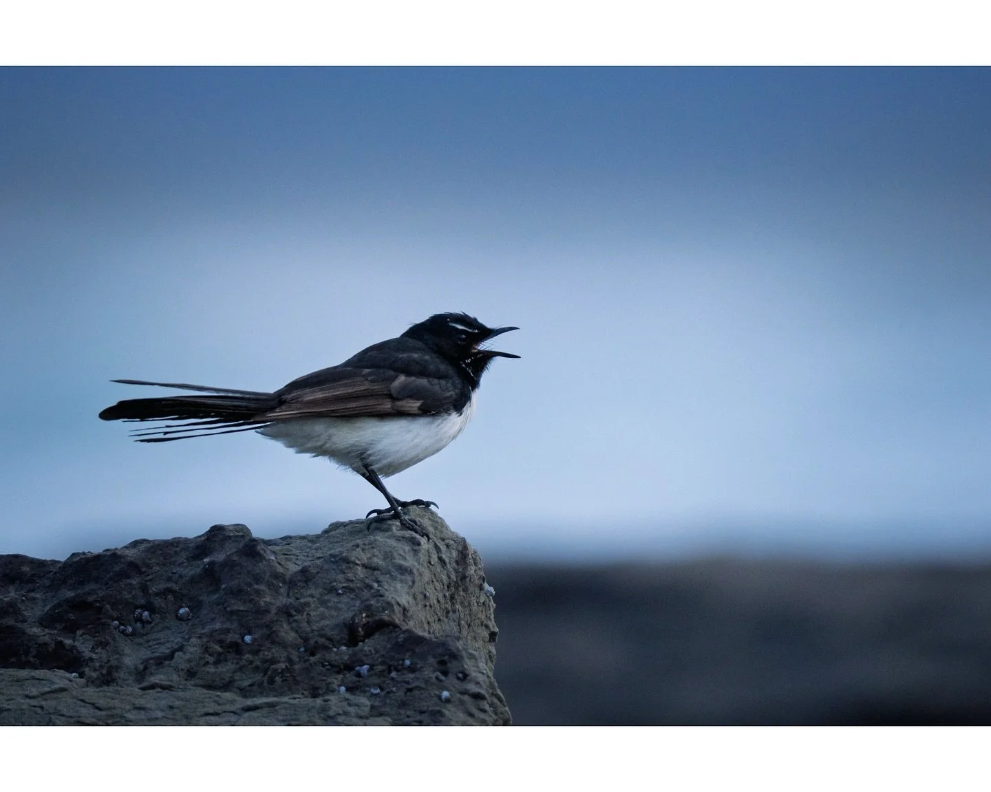Willy
.
.
.
#wildlife #wildlifephotography #bird #birdphotography #australianbirds