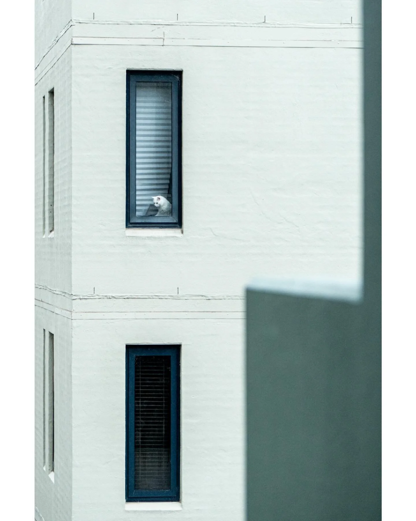 mon coeur
.
.
.
#heart #cat #kitty #chatte