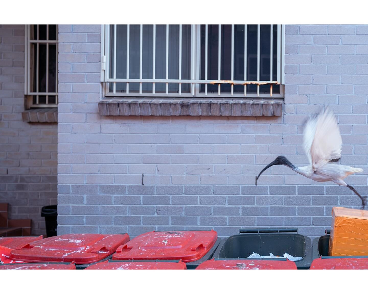 Rubbish
.
.
.
#streetphotography #garbage #flight #birds