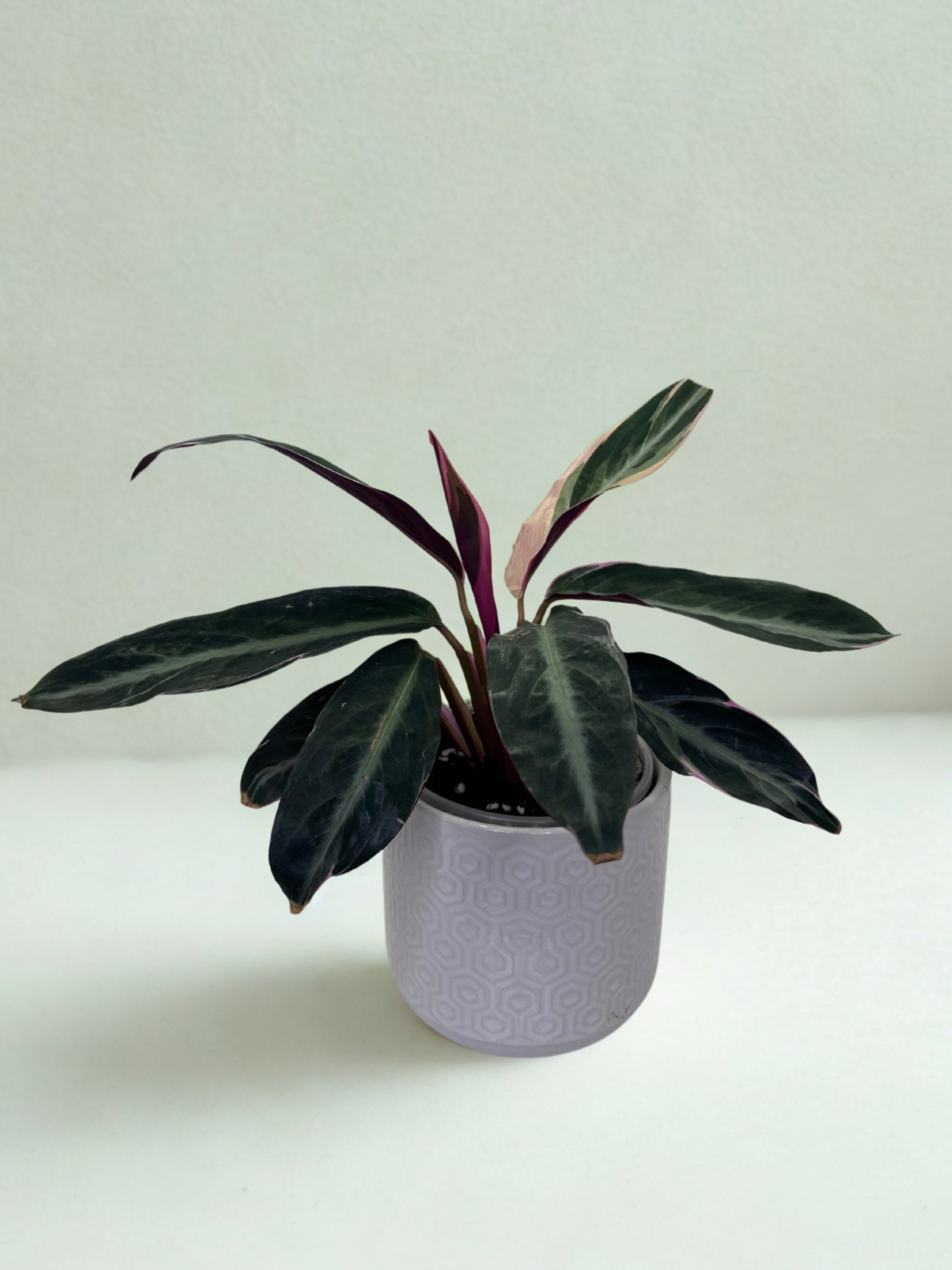 Stromanthe Triostar