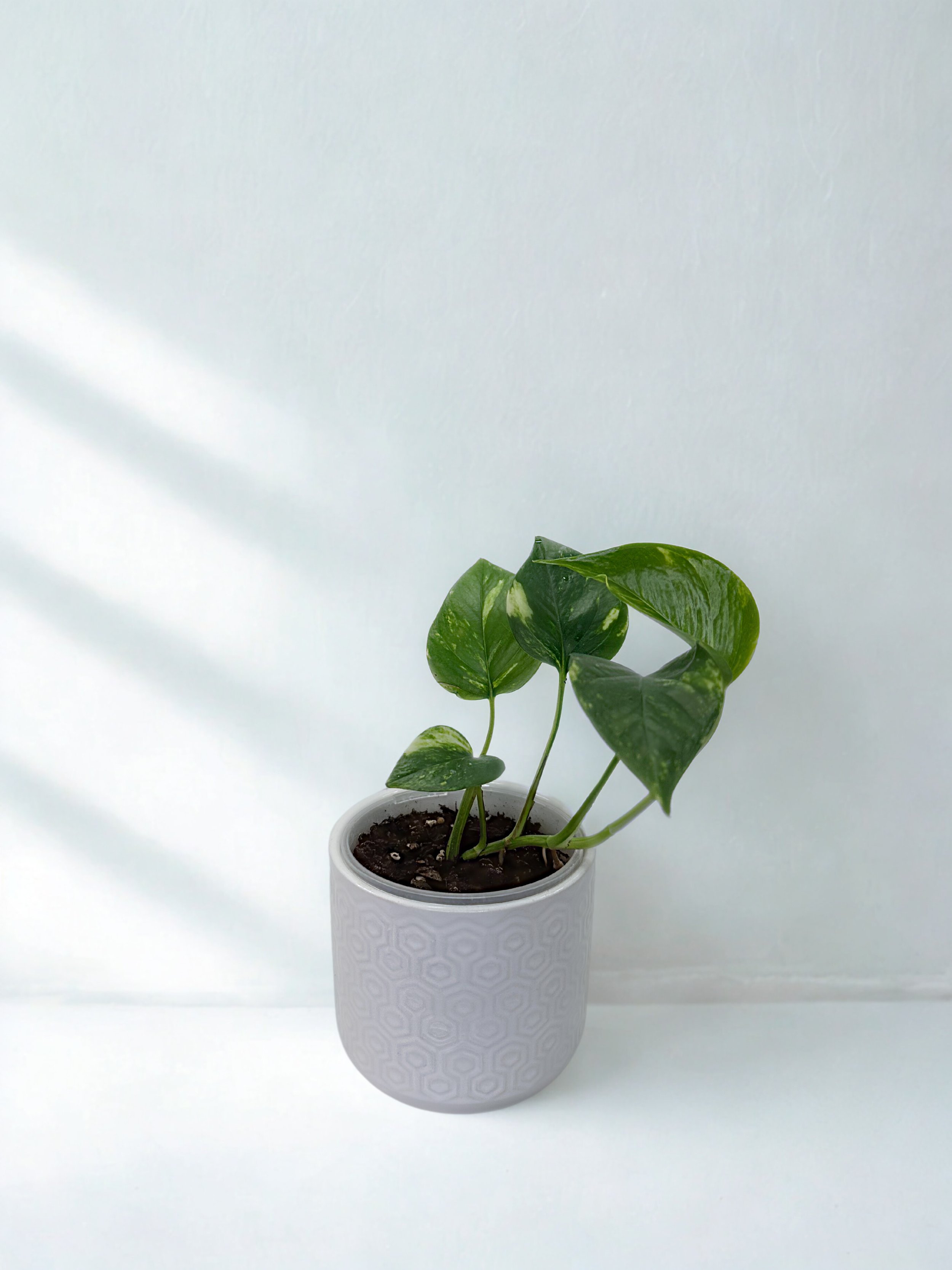 Golden Pothos