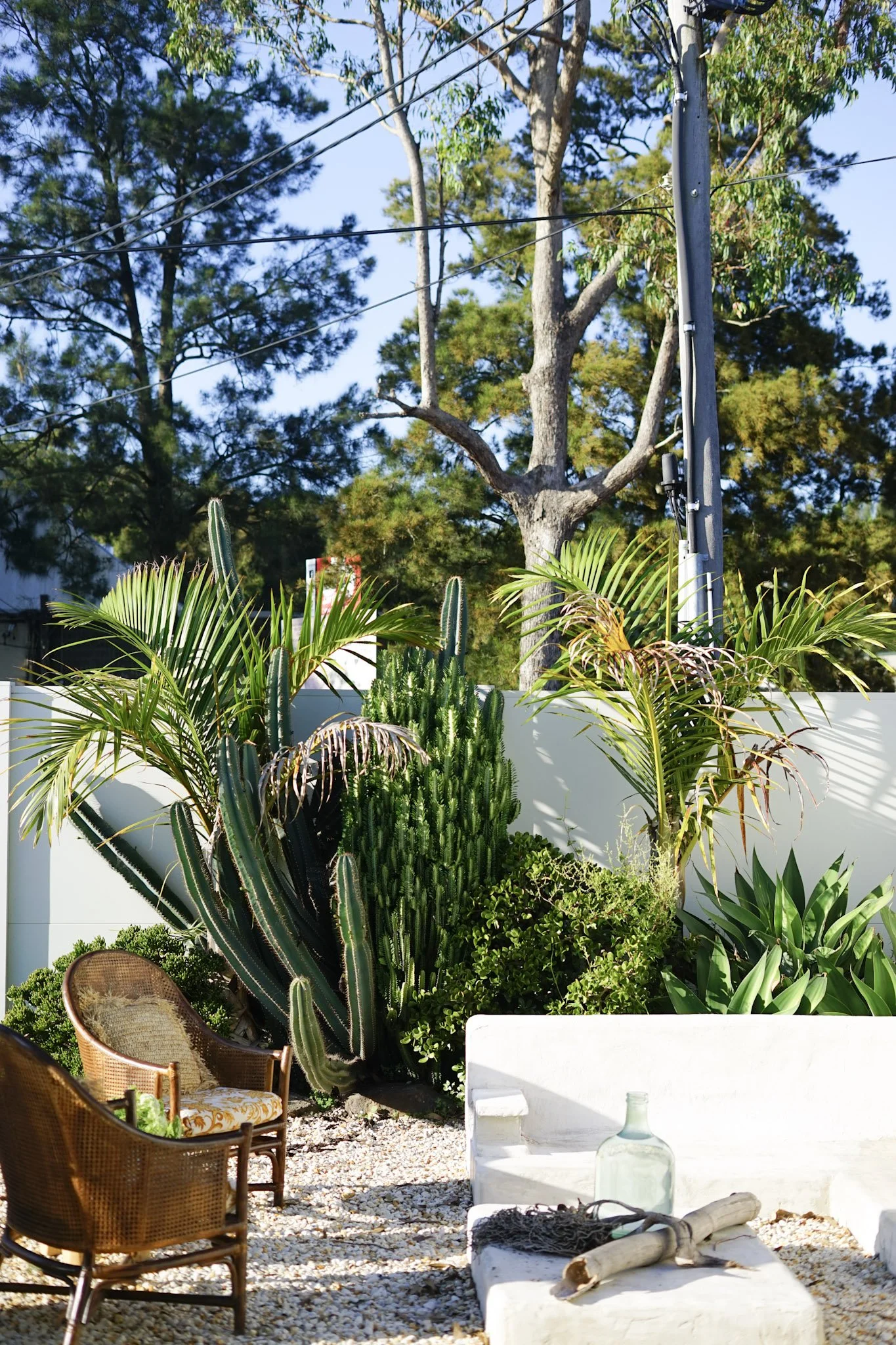 A backyard garden with various tropical plants, including large cacti and palm trees, a white outdoor sofa with a bottle and decorative items on it, and wicker chairs with cushions, under clear blue skies.