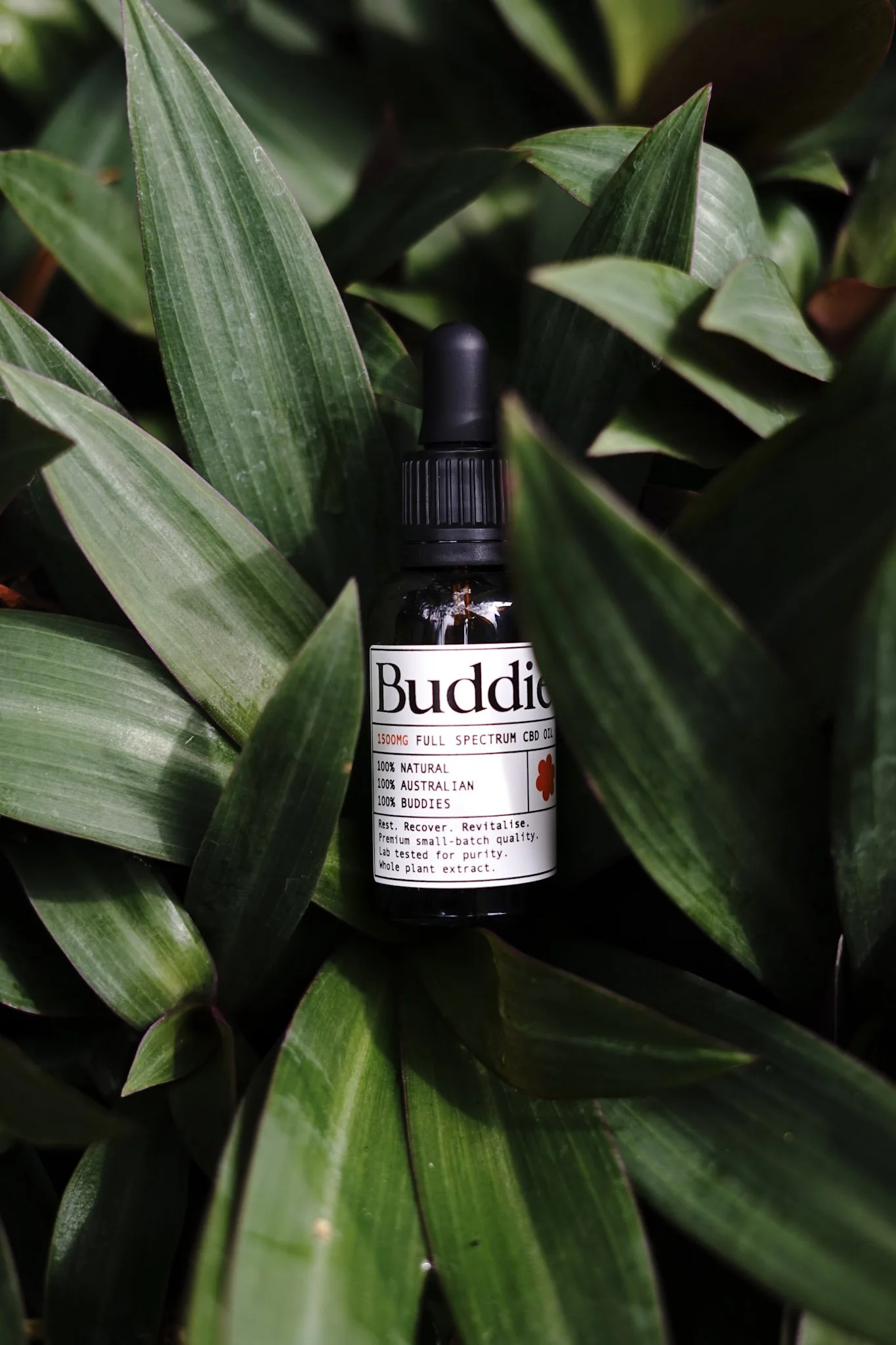 A close-up of green plant leaves surrounding a small dark bottle with a dropper cap, labeled 'Buddie' with details about full spectrum CBD oil.