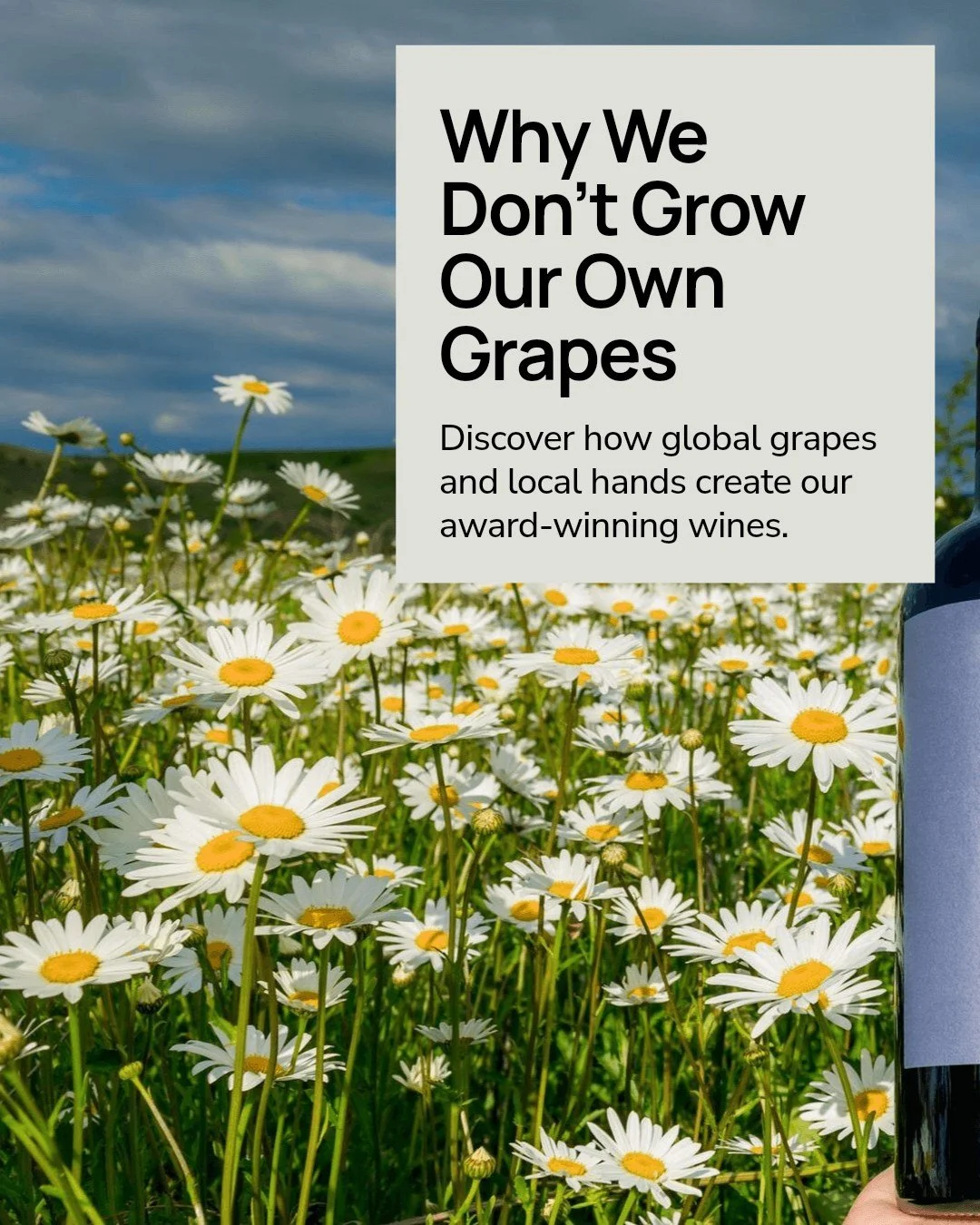 I get grapes from the finest vineyards around the world and craft every bottle of Quiet Corner wine right here in Hampton, Connecticut.

Our focus is on creating award-winning, sugar-free wines that bring people together, not on growing grapes oursel
