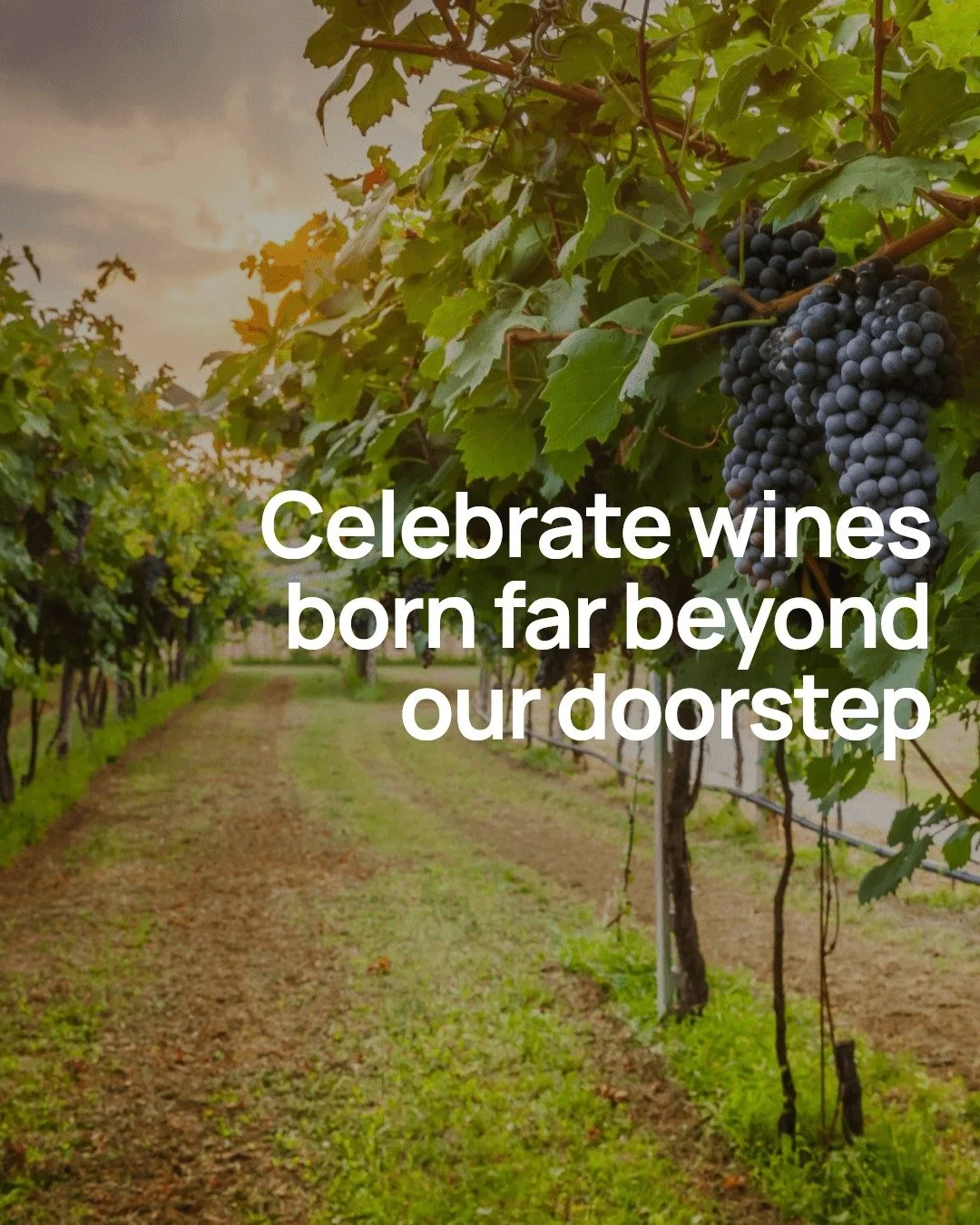 Our grapes travel far before they reach our winery&mdash;each batch sourced from regions like South Africa, Chile, Italy, and California. I choose these places because their unique climates and soils bring out flavors that simply can't be replicated 