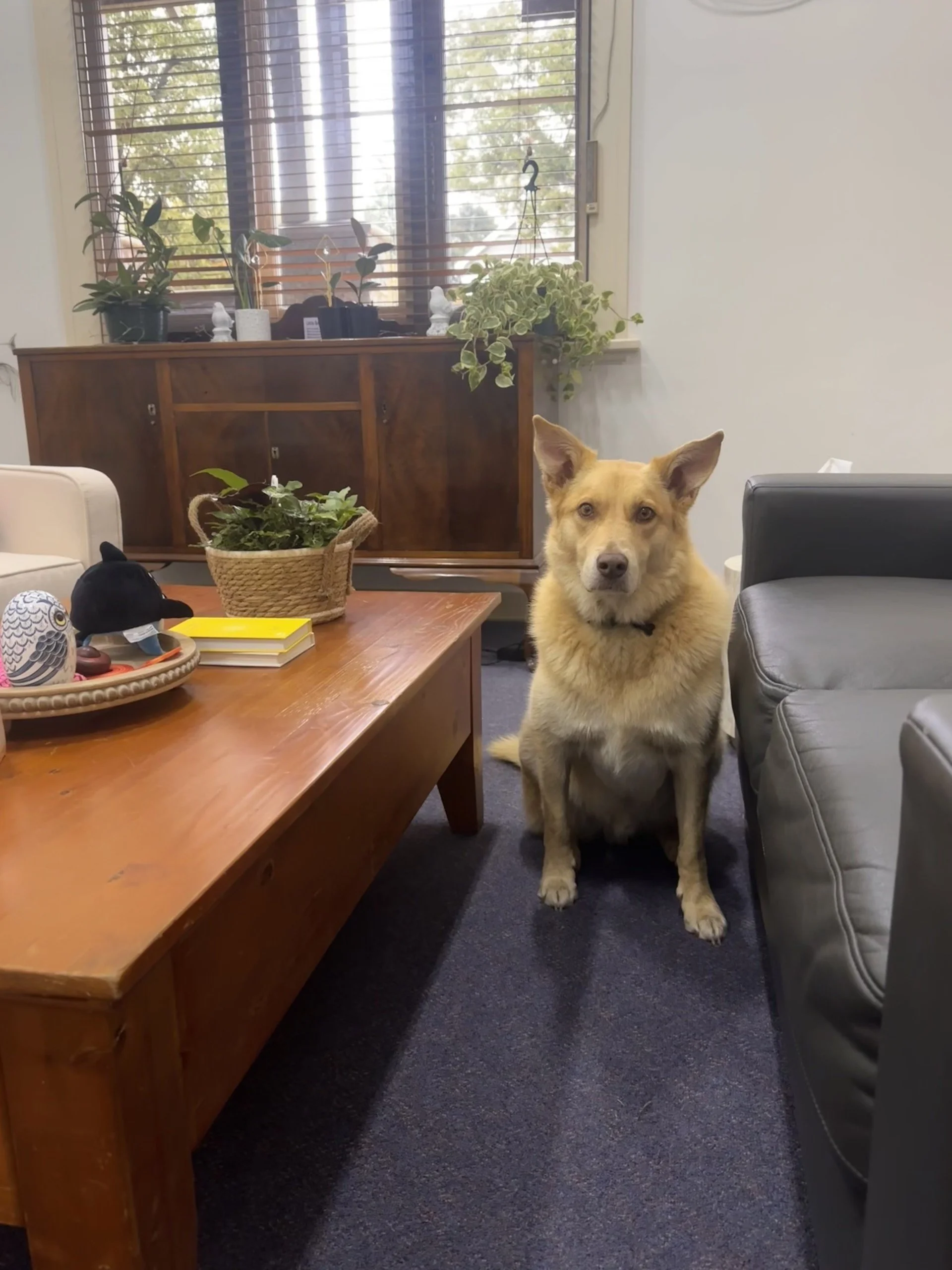 A yellow and white dog sitting on a dark carpeted floor in a room with a gray armchair on the right, a wooden table with decorative objects and houseplants, and a wooden cabinet with plants on top, in front of a window with blinds.