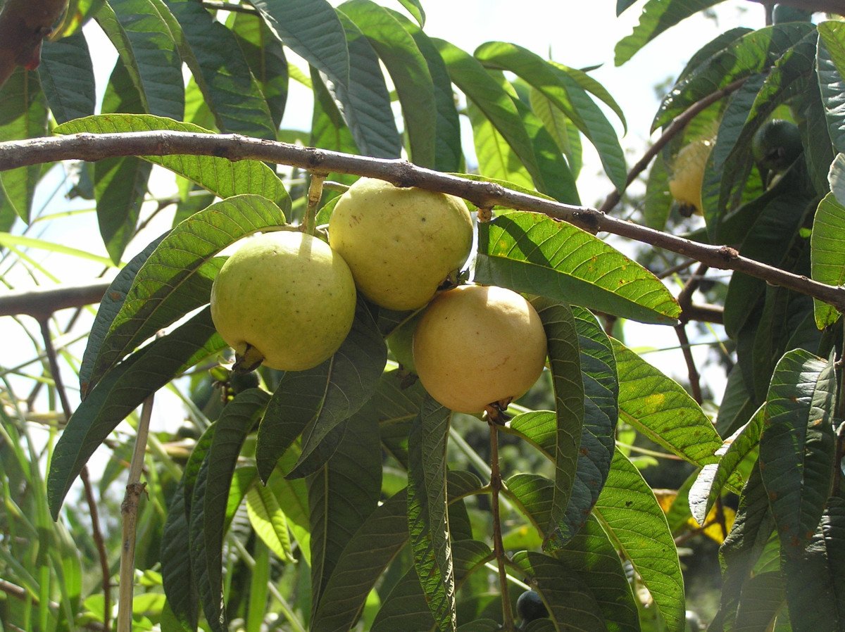 Guayaba.jpg