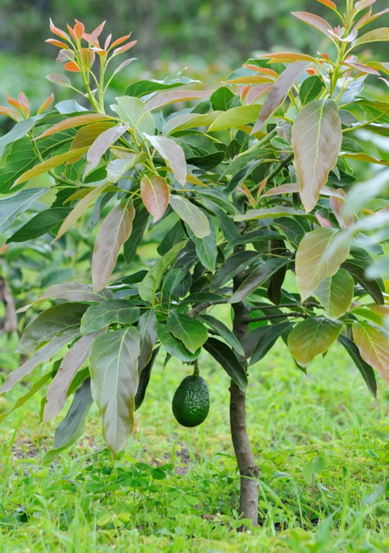 Maticas de Aguacate