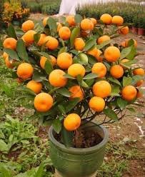 Maticas de Mandarina