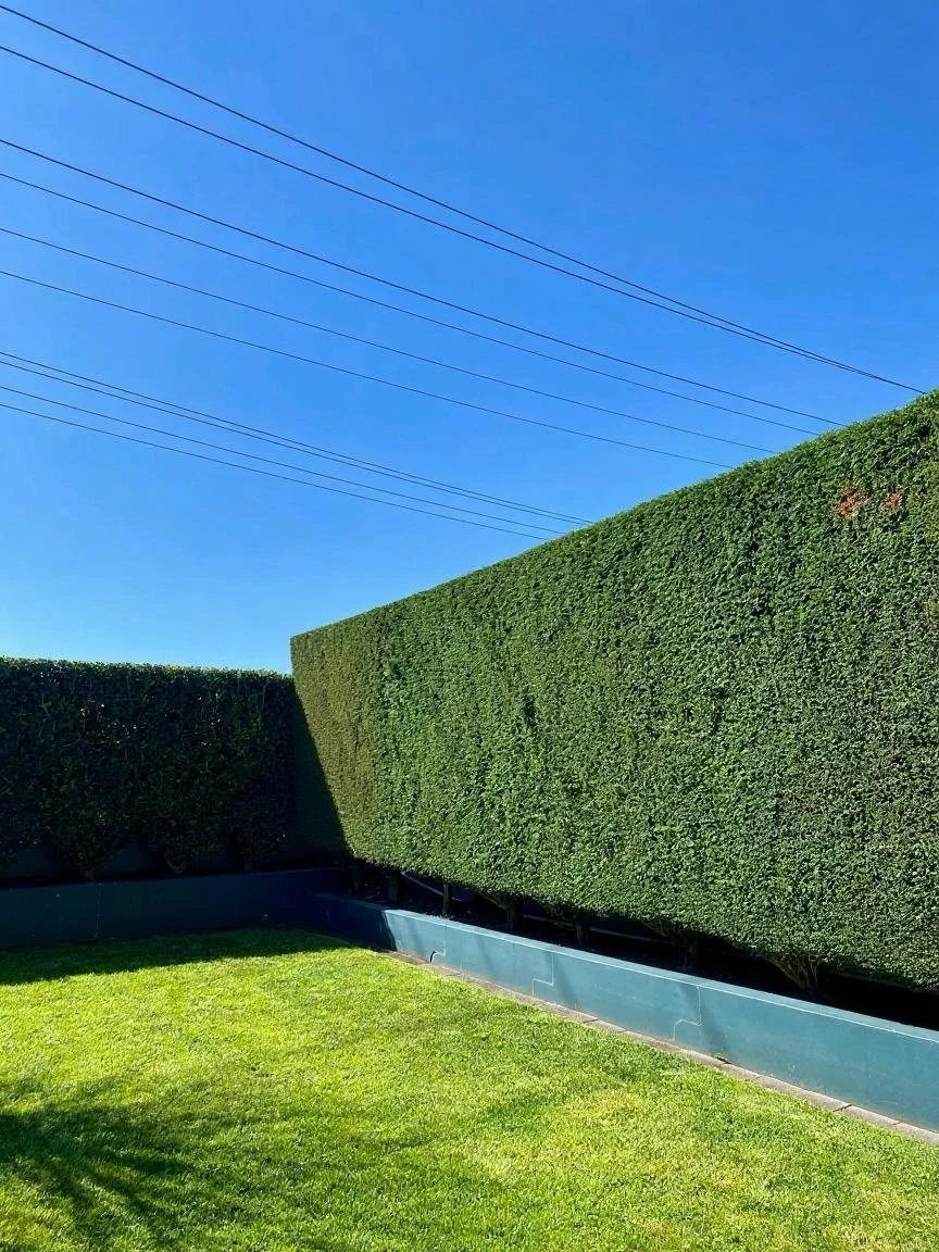 Expertly trimmed hedge with blue skies overhead
