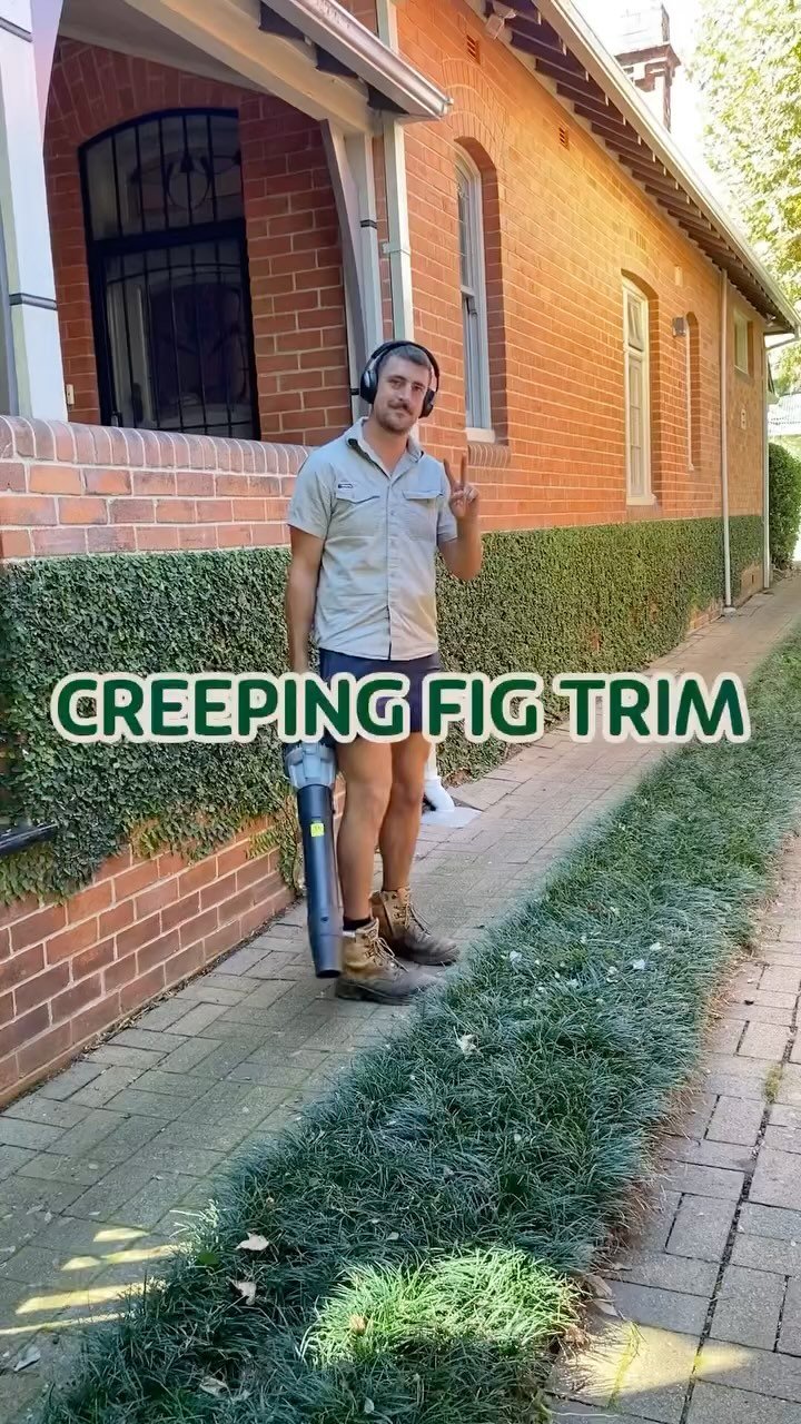 A maintenance trim for this creeping fig (Ficus pumila) - a climber that adds instant charm to any wall needs regular trimming to stay healthy and in check. Pruning encourages fuller growth, prevents damage to surfaces, and keeps the vines from getti