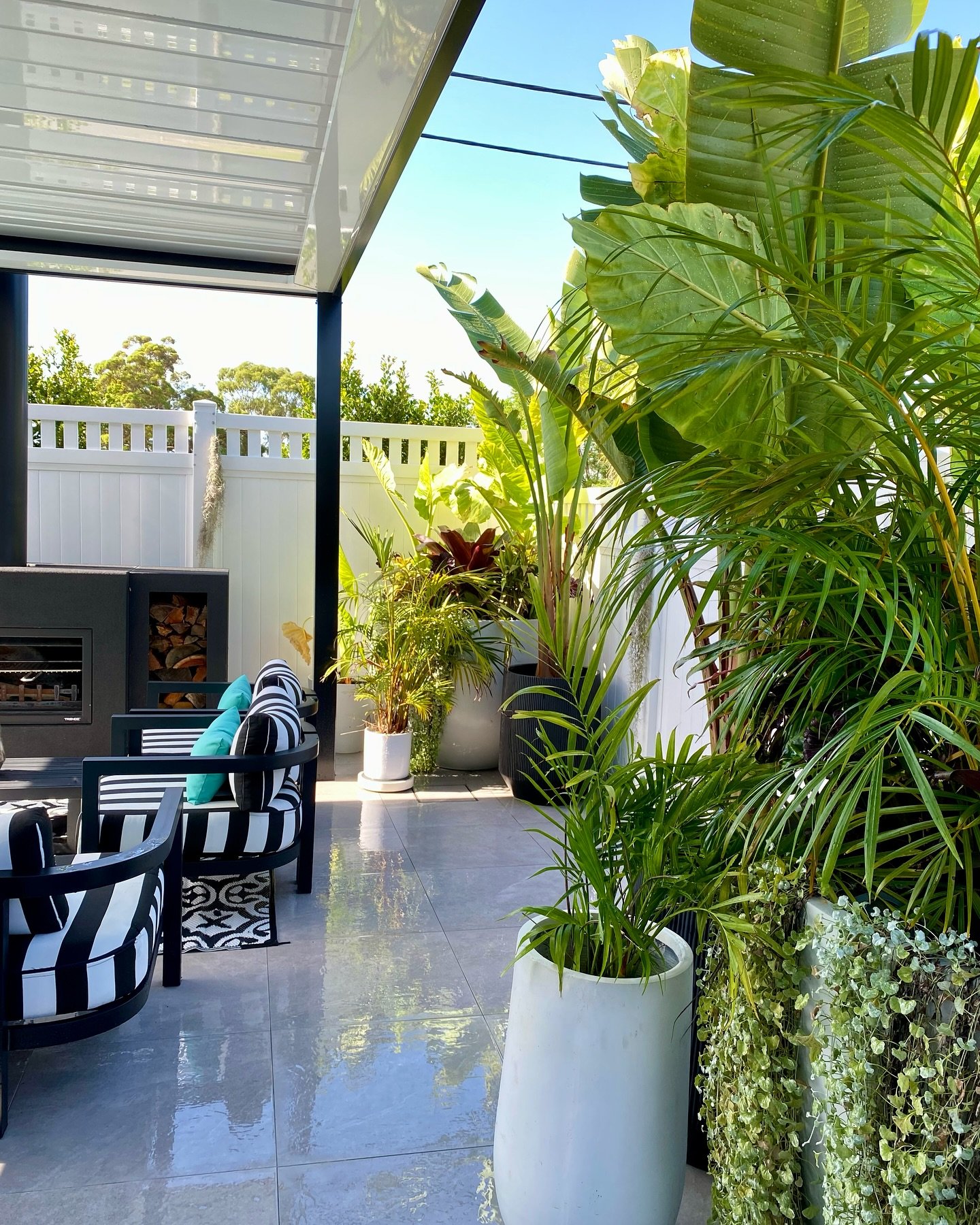 Adding some pieces to this potted alfresco area and transplanting some elephant’s ear poolside ☀️✌️
#gardening #poolgarden #alfresco