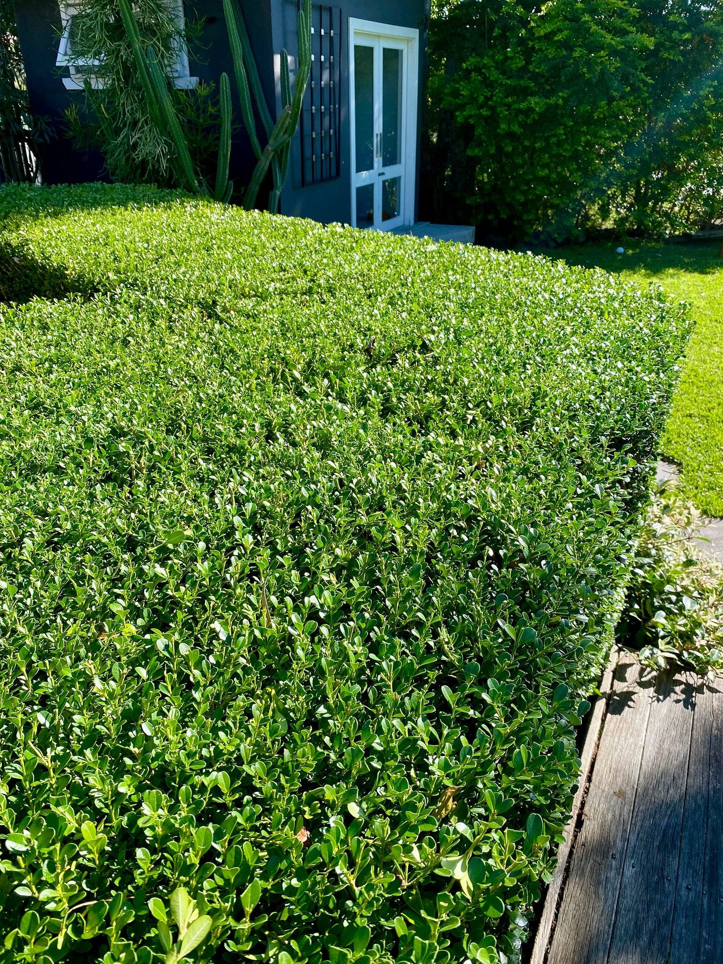 Fresh mornings, but some perfect sunny winter days this week ✌️
1. Freshly trimmed Buxus in Kotara Sth
2. Peaceful backyard in New Lambton Heights
3. Jasmine hedge in Mayfield
4. Balls in New Lambton Heights
5. Large hedge trimmed in Warners Bay
6.