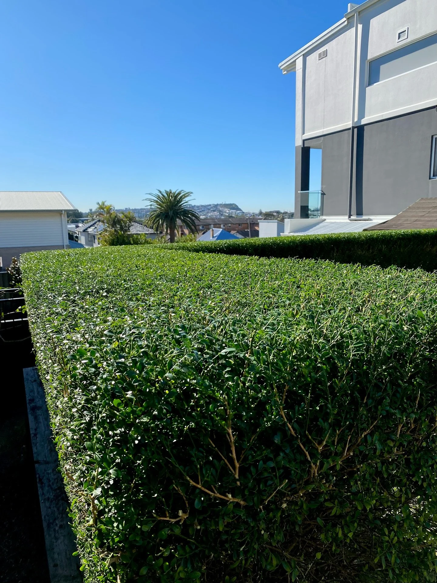 A heap of rain this week, a few regulars, some big cleanups, hedge trims, and some time to set up the new trailer ✌️
1. Buxus hedge trim in Merewether
2. Prune & garden clean up in Merewether
3. Courtyard garden maintenance in Cooks Hill
4. 500k