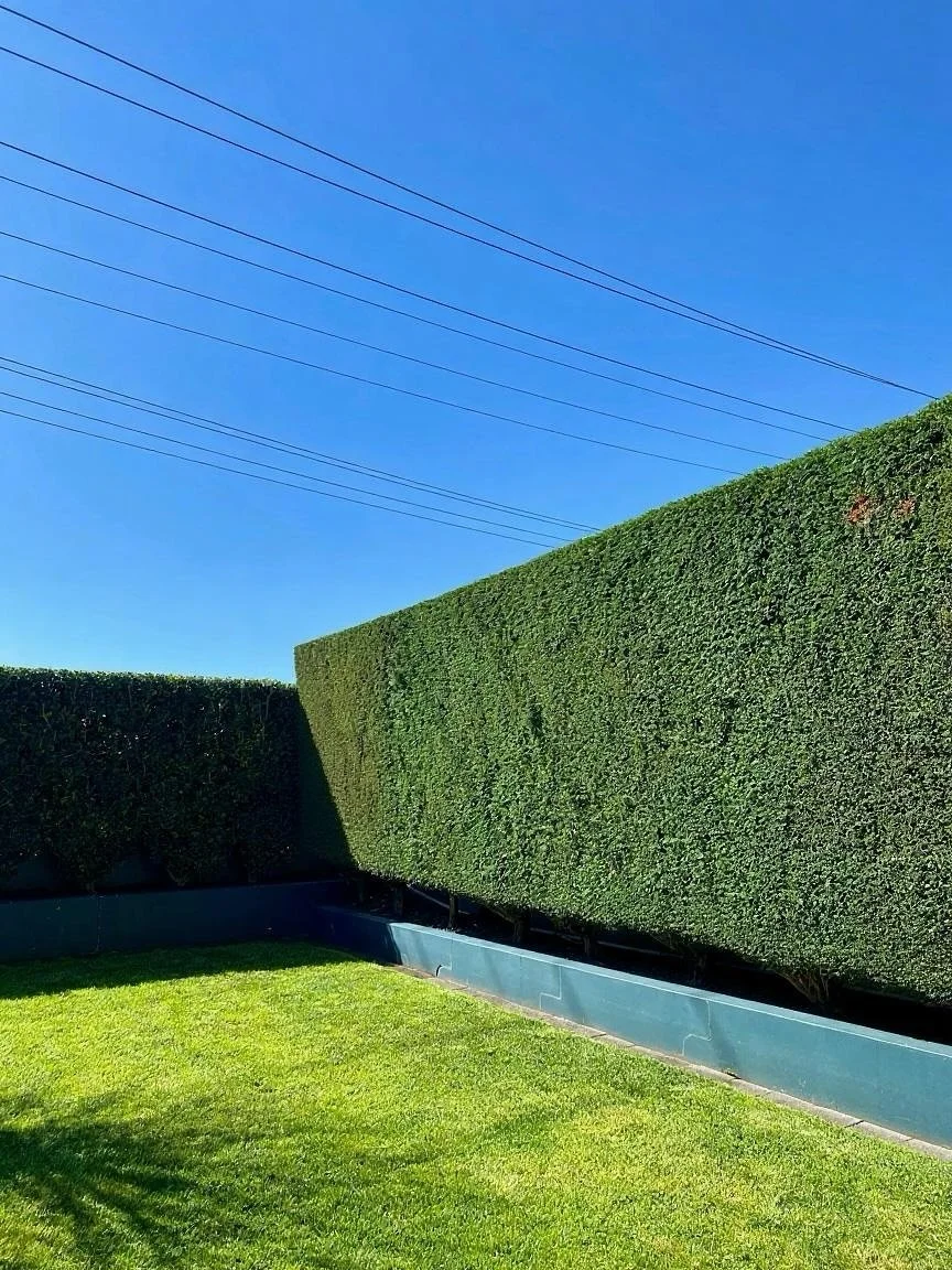 Final week of winter ✅ Reeeeeeally looking forward forward to spring and summer this year ☀️
1. Straight lines in Merewether ✂️📐
2. Freshly cut lawn and garden cleanup in Eleebana
3. Another hedge trim in Merewether
4. I pruned these pencil cacti a
