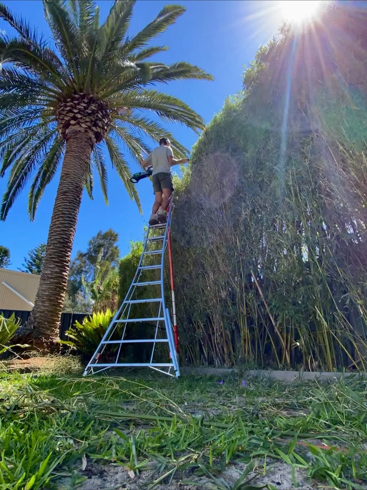 Springtime 🥰

1. Putting the new @henchmanltd ladder to work on some bamboo in Marks Point.
2. Trimming up a buxus roundabout in New Lambton Heights.
3. Jacaranda season in New Lambton Heights.
4. Murraya trimmed in Mayfield.
5. This lawn has come a