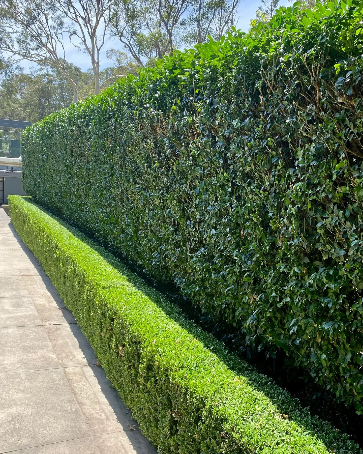 Another week in the books ✂️🌿

1. Buxus &amp; Murraya trim in New Lambton Heights
2. Final lawn and garden tidy prior to auction in New Lambton
3. Murraya hedge trim and garden tidy in Eleebana
4. The @henchmanltd getting a run in Merewether Heights