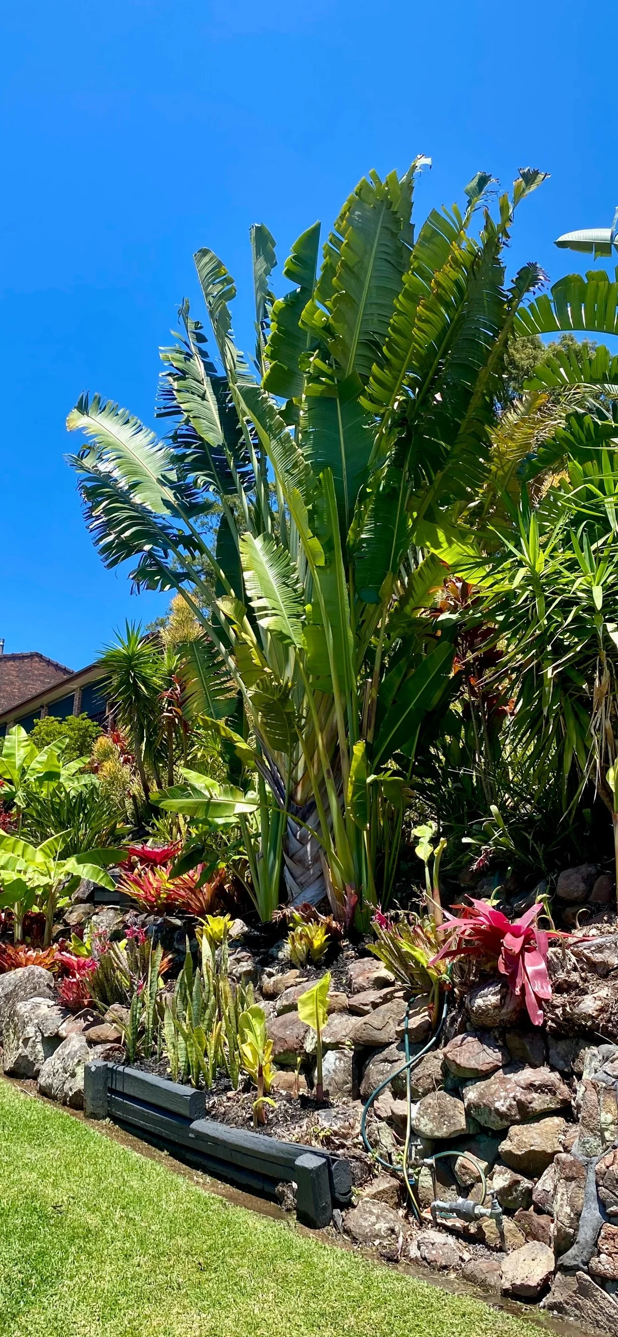 Tropical garden with various green plants, colorful bromeliads, and large bird of paradise leaves under a clear blue sky.