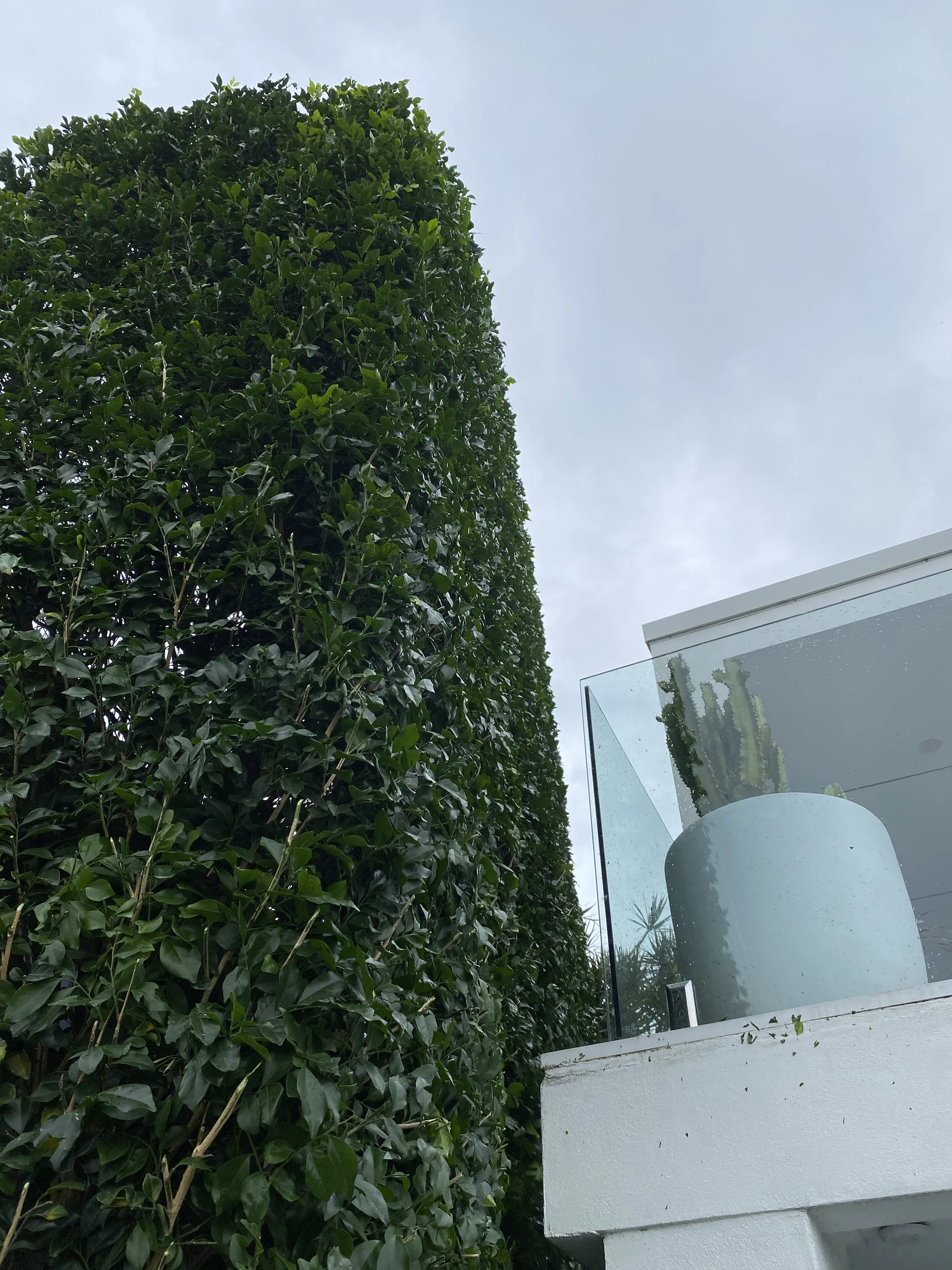 Tall hedge and glass railing with potted cactus on a balcony, cloudy sky background.