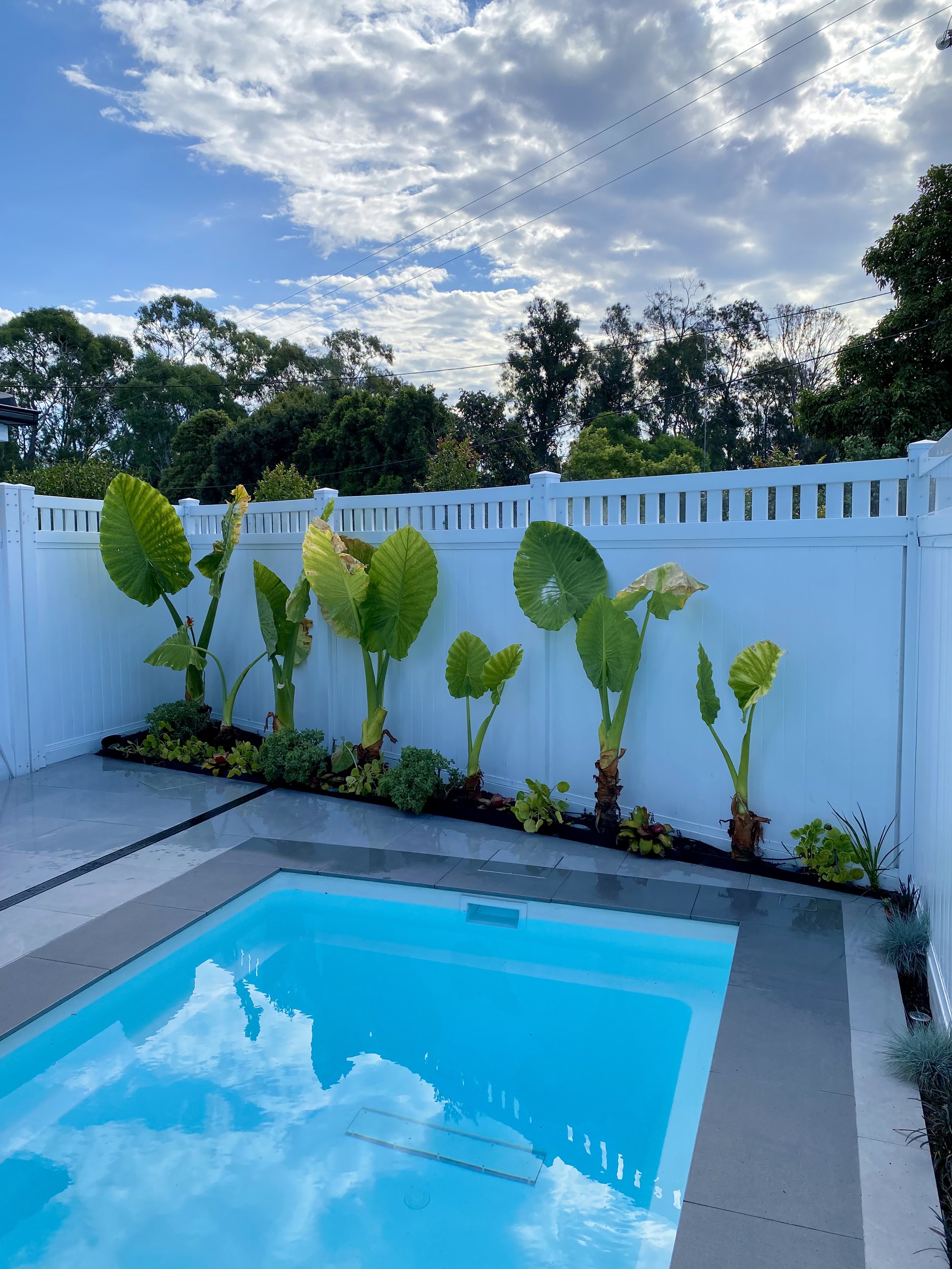 Outdoor swimming pool with clear blue water surrounded by gray tiles, adjacent to a row of large-leafed plants and a white privacy fence, with trees and cloudy sky in the background.