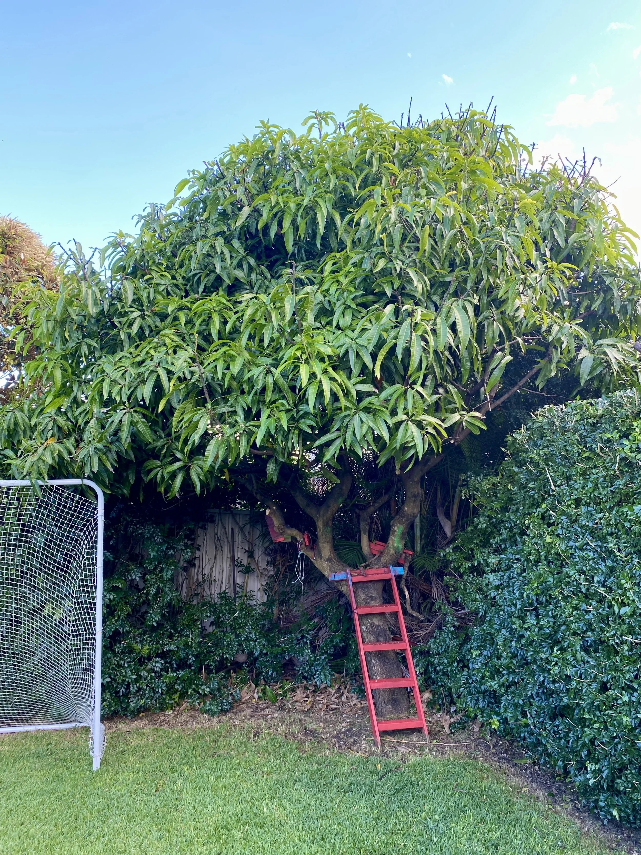 Green tree with dense foliage in a backyard with a red ladder leaning against it. Soccer goal net on the left and bushes surrounding the area.