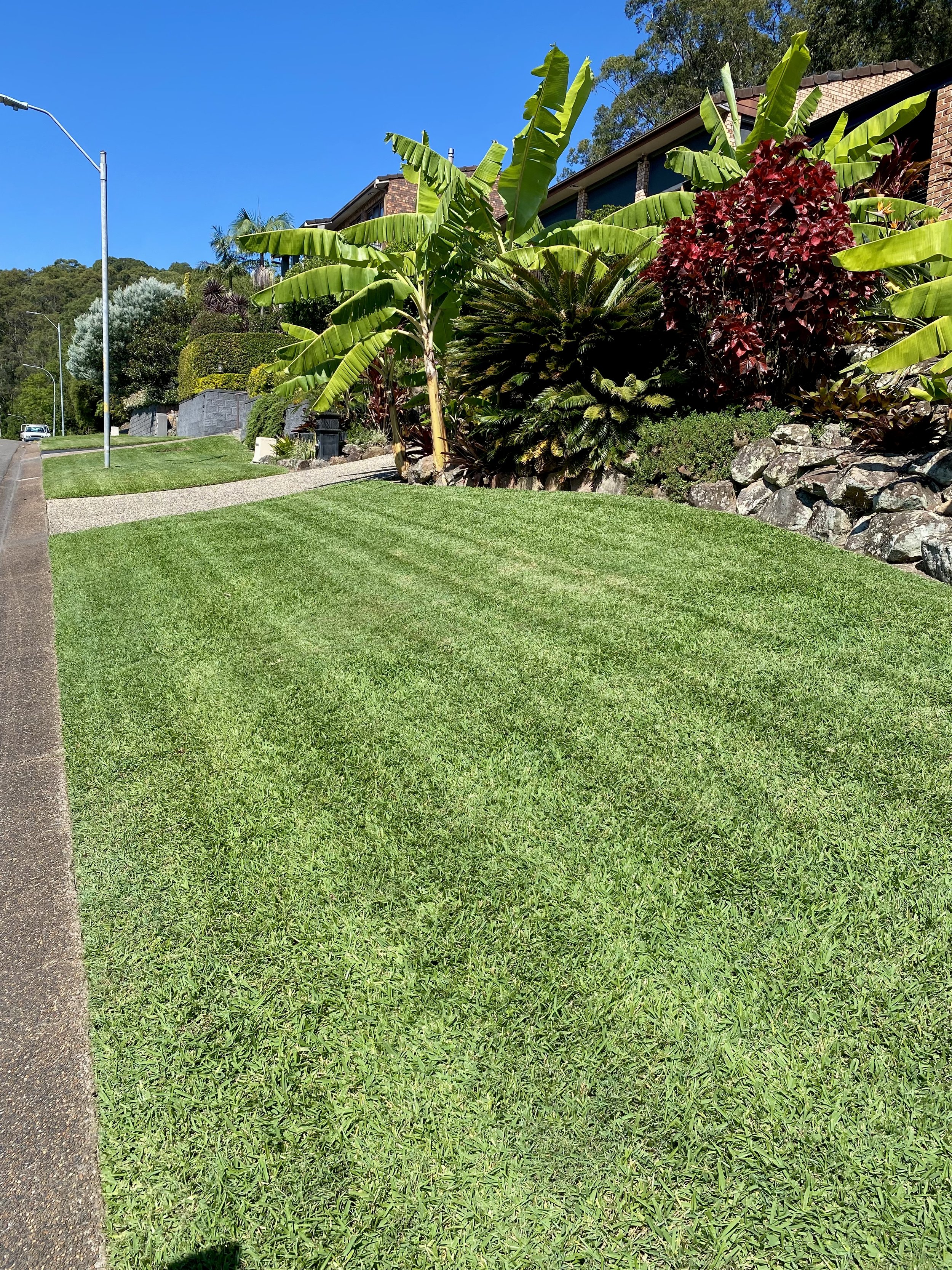 Lush green lawn with banana trees and tropical plants next to a sidewalk on a sunny day.