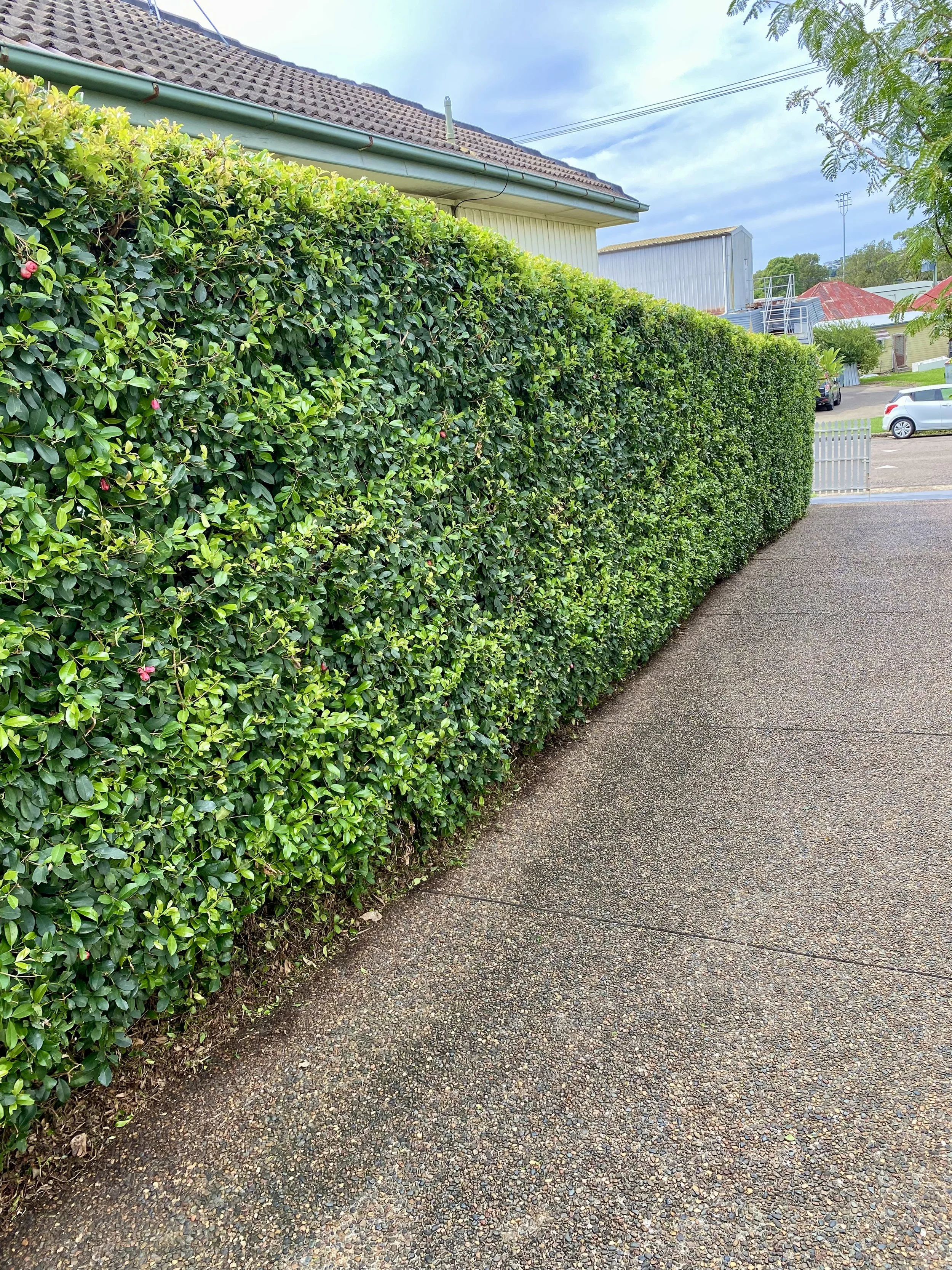 Sidewalk with tall green hedge on the left, adjacent houses and rooftops visible in the background.