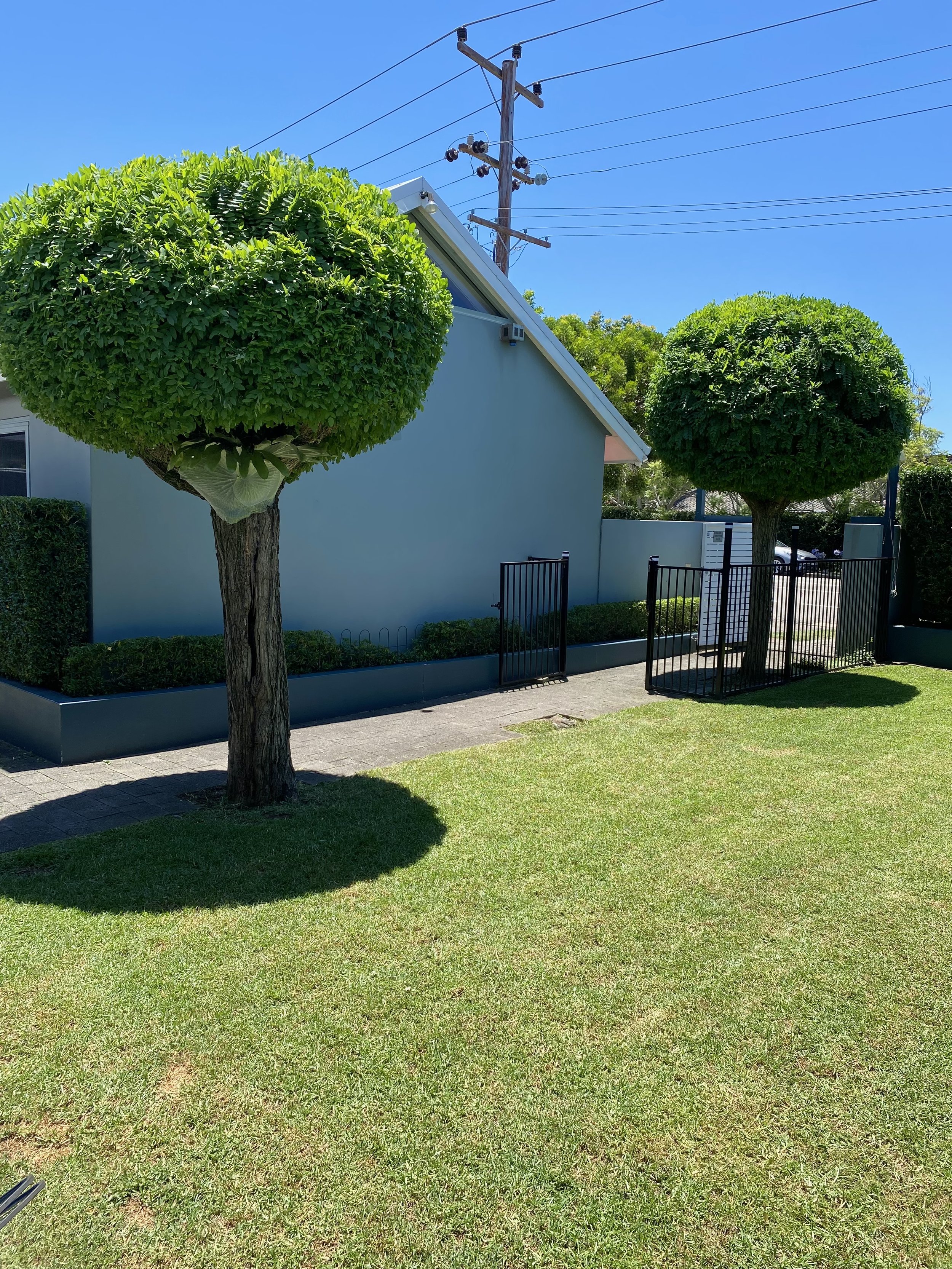 Manicured trees and green lawn in front of a modern building with a blue sky background.