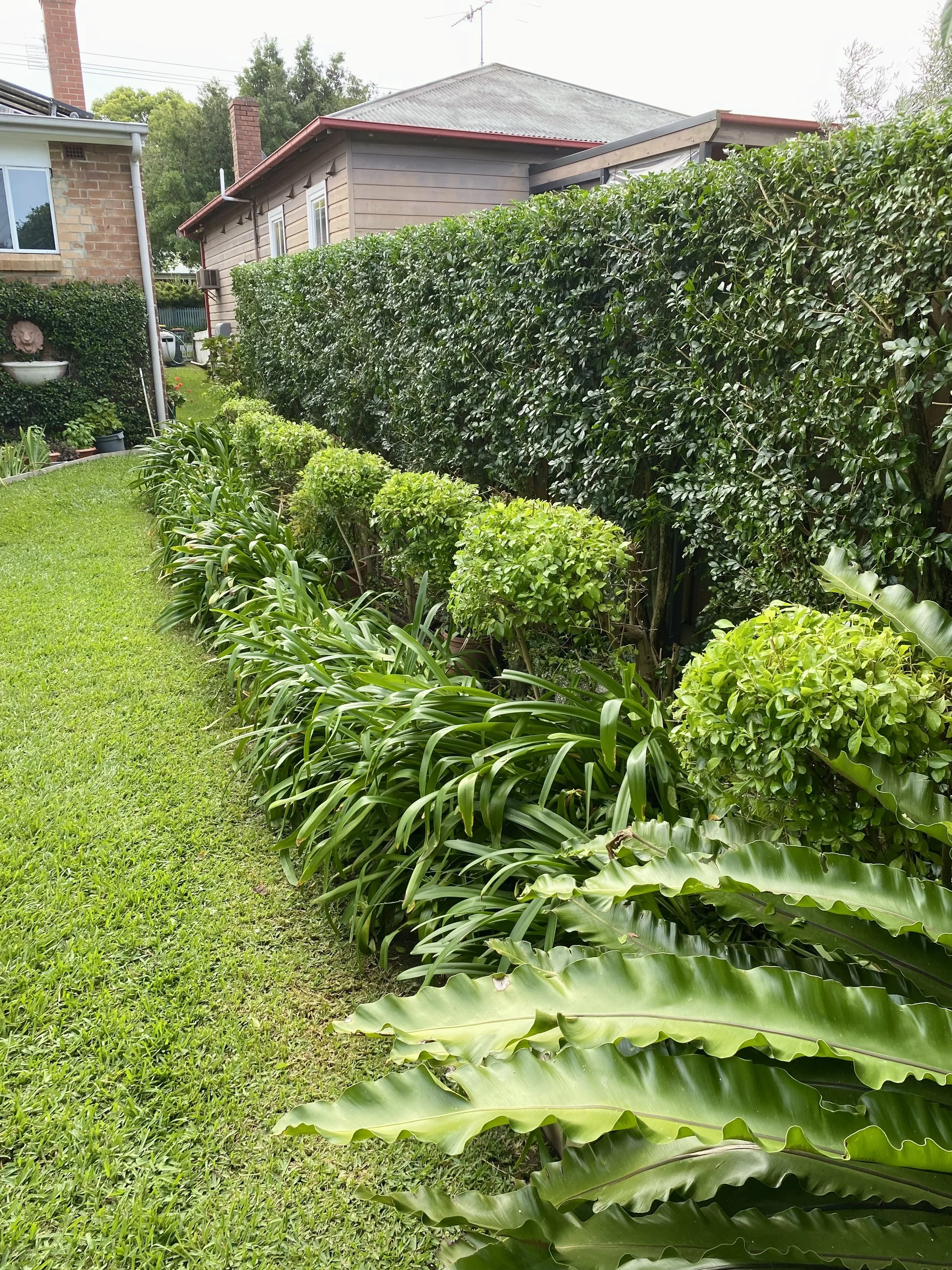 Backyard with manicured hedge, decorative plants, and well-kept lawn.