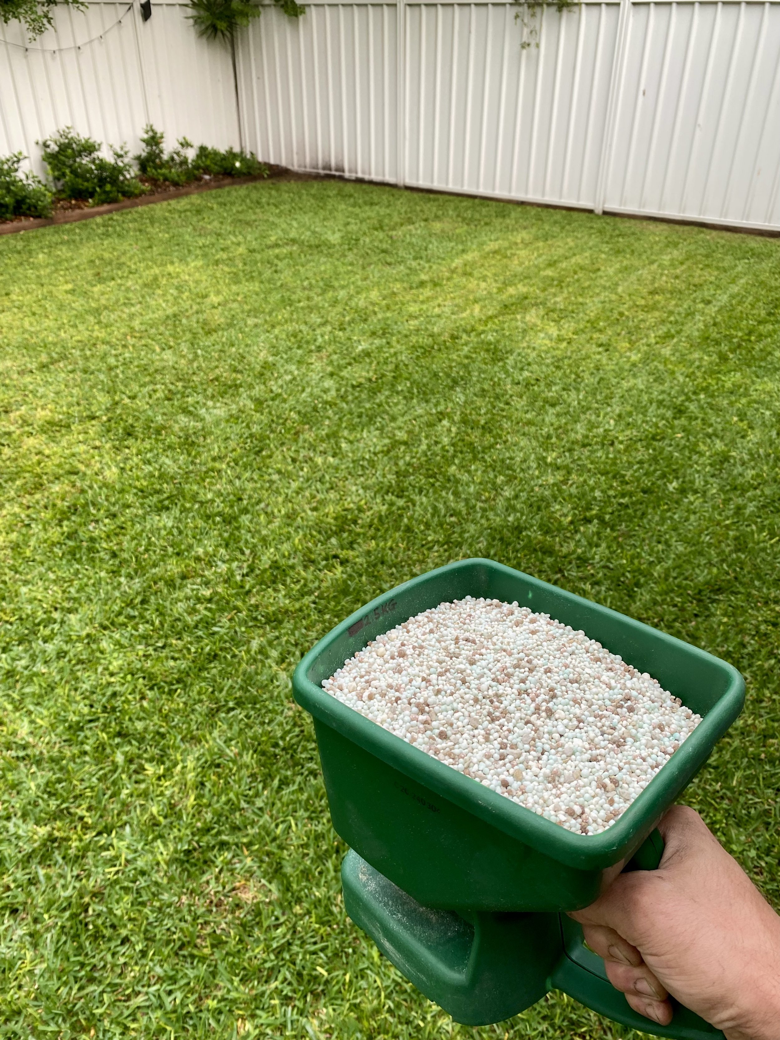 Hand holding a green handheld fertaliser spreader with granules, over grass.
