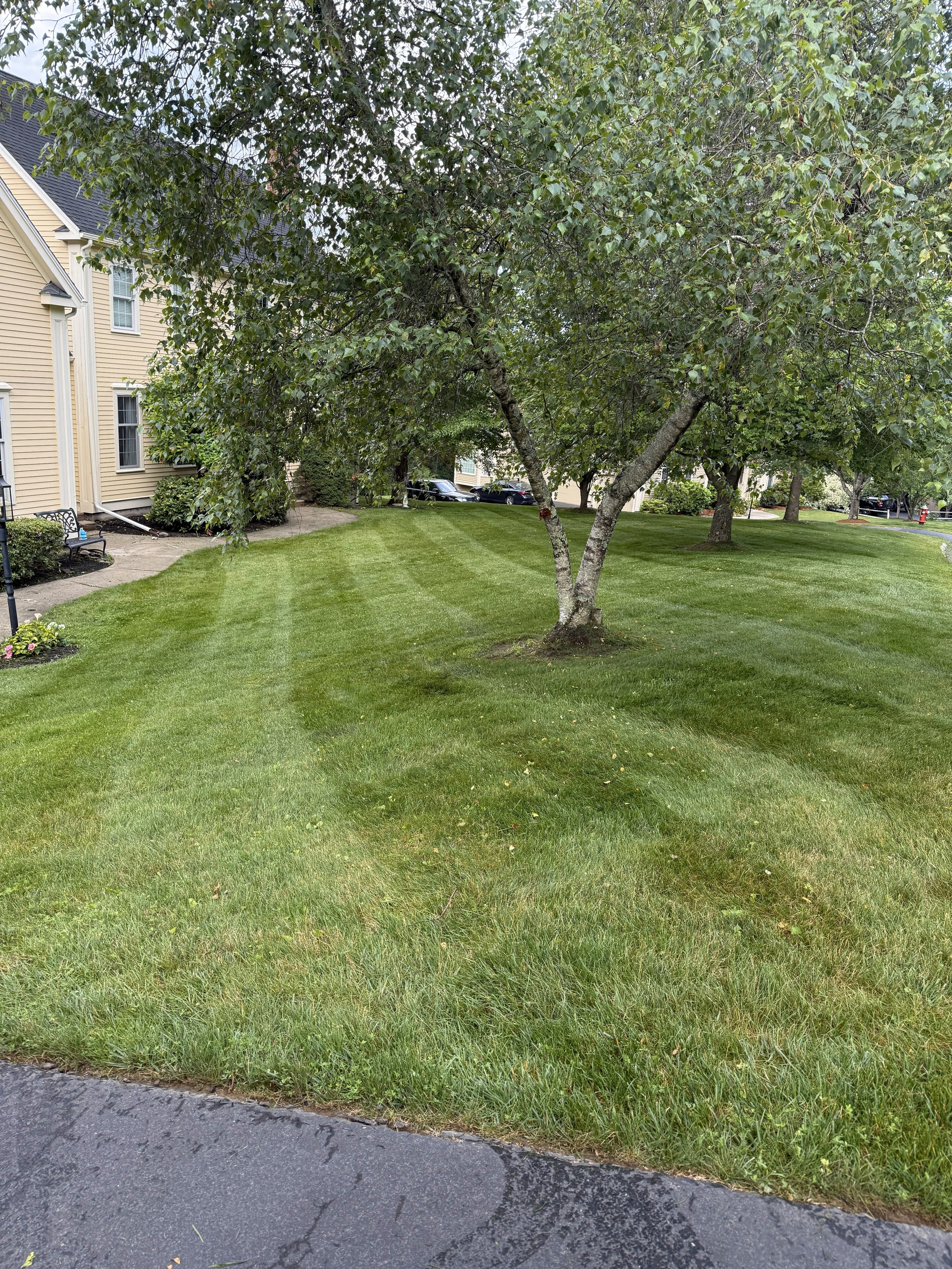 A well-maintained grassy lawn with tire tracks forming a curved pattern, a mature tree with green leaves, a paved sidewalk, and a swimming pool in a nearby apartment complex.