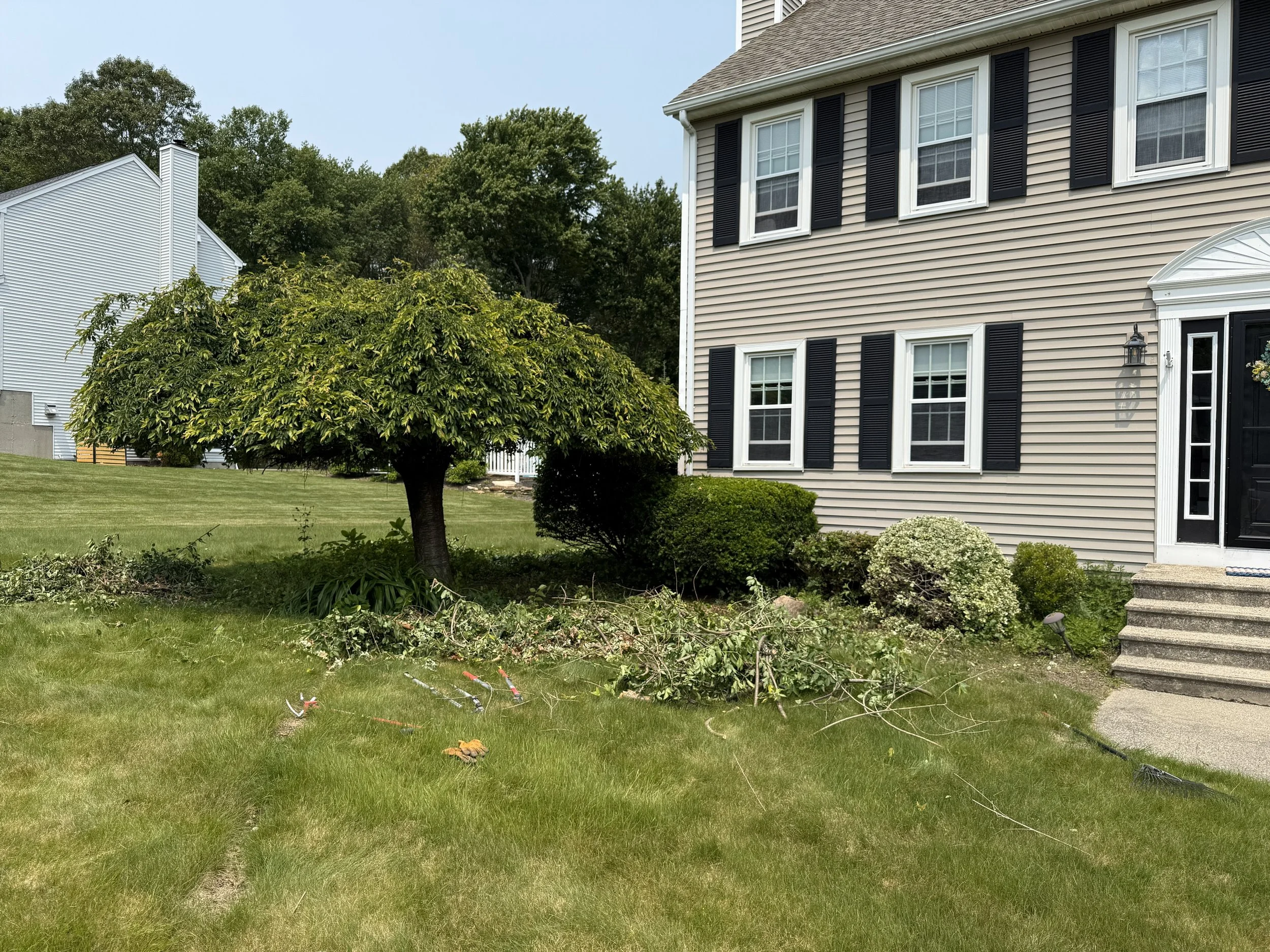 front yard with a small tree, bushes, and some fallen branches near a beige house with black shutters and a black door, concrete stairs, and a lawn with green grass