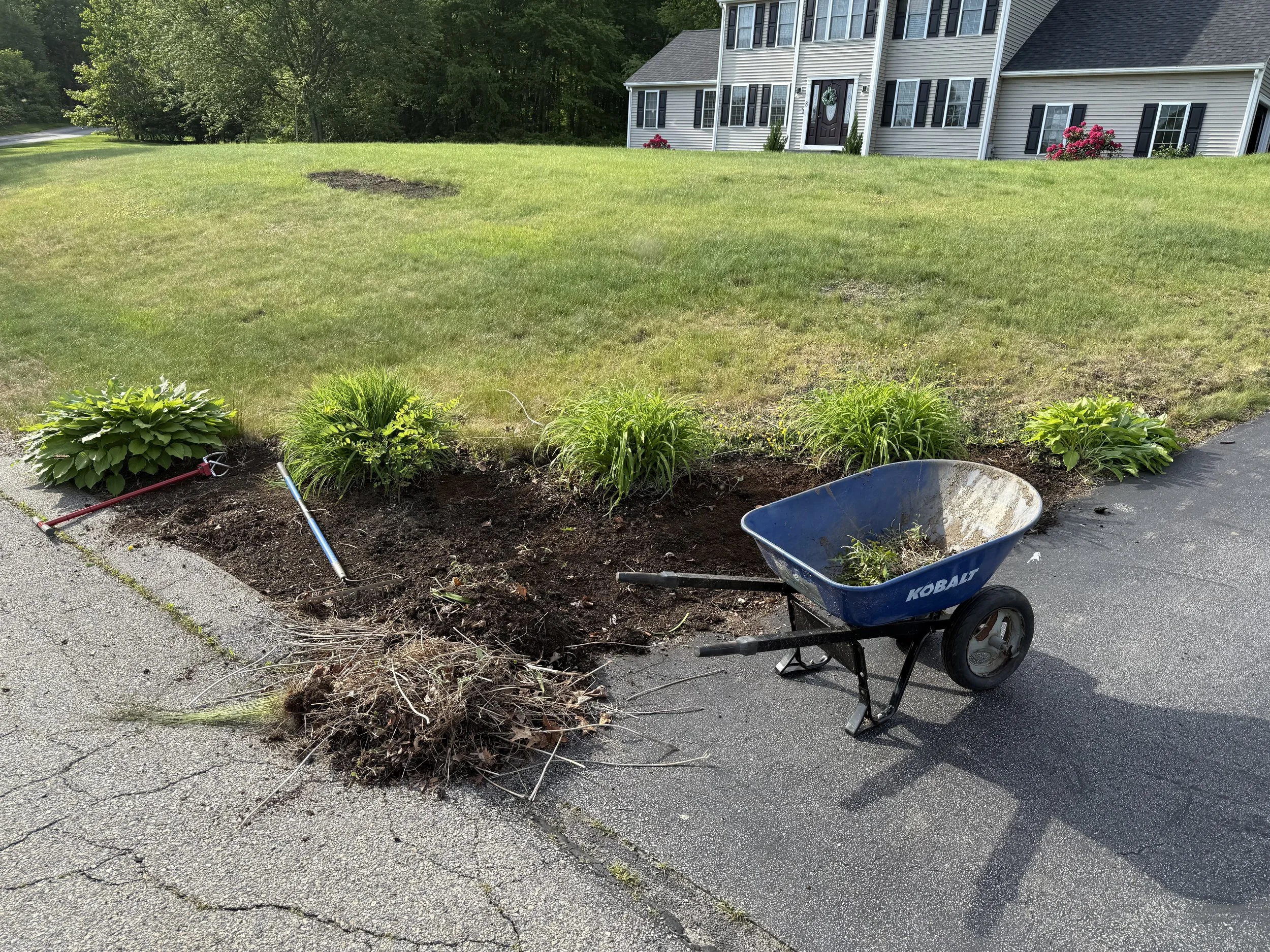 A garden bed under construction with two small green plants and a pile of weeds in front, a blue wheelbarrow with some weeds inside, and gardening tools on a sidewalk near a house with a lawn and trees in the background.
