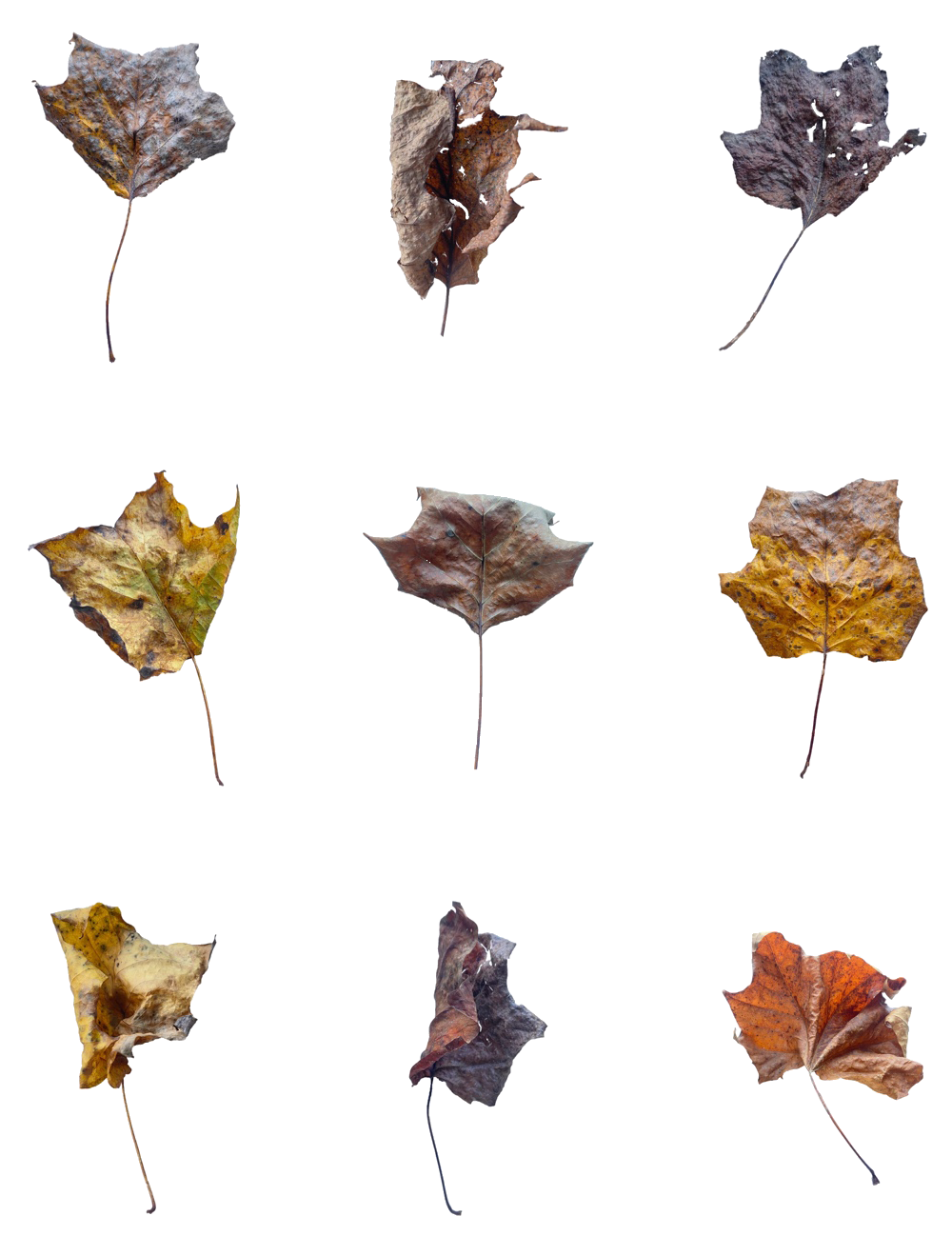 leaves.png