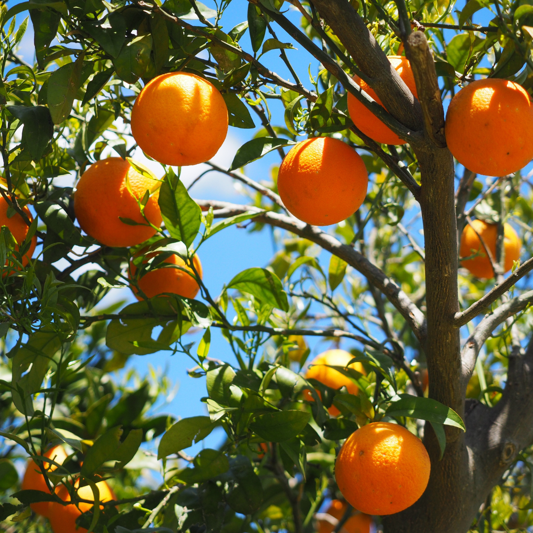 Naturopathic Tips to Stay Well this Winter